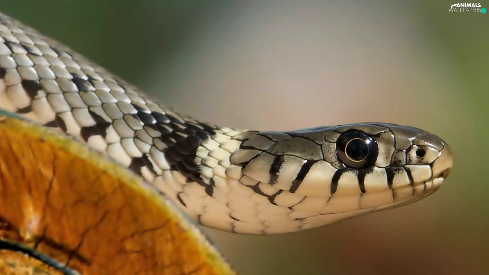 Grass Snake, Snake