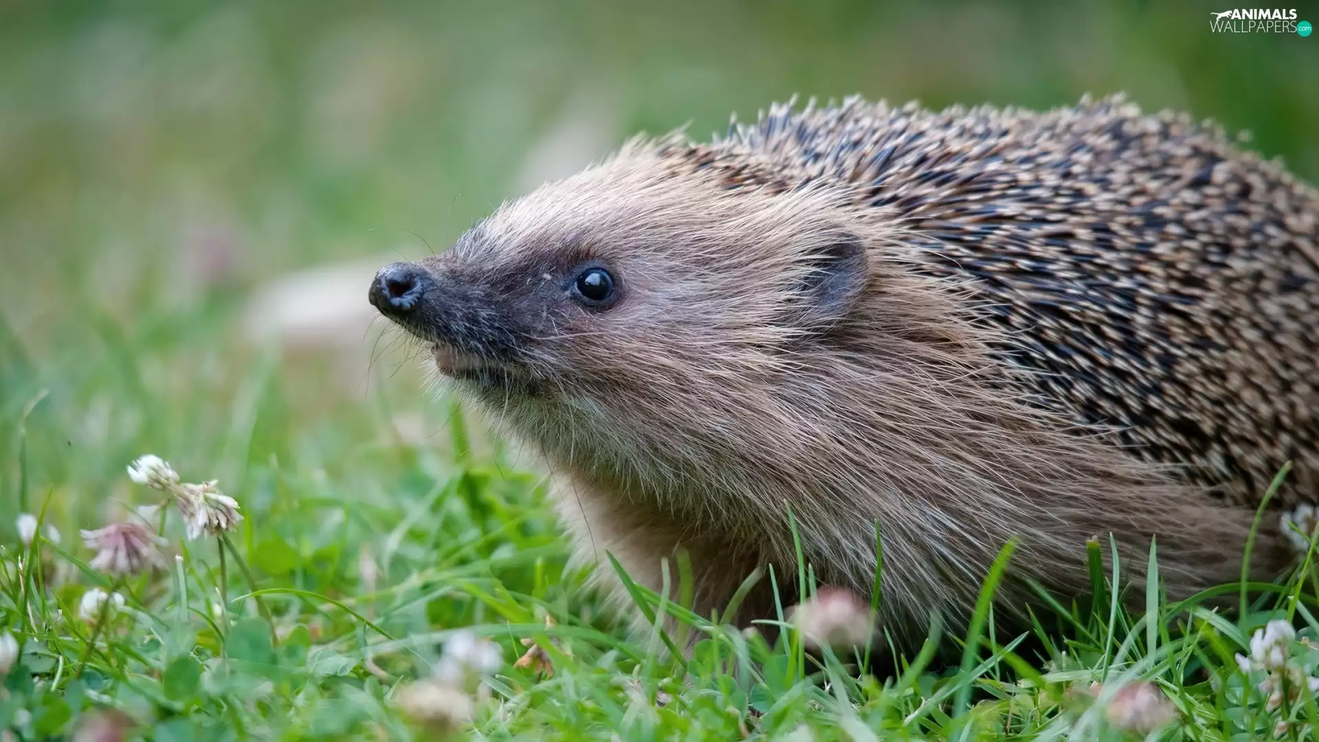 grass, hedgehog, Sniff