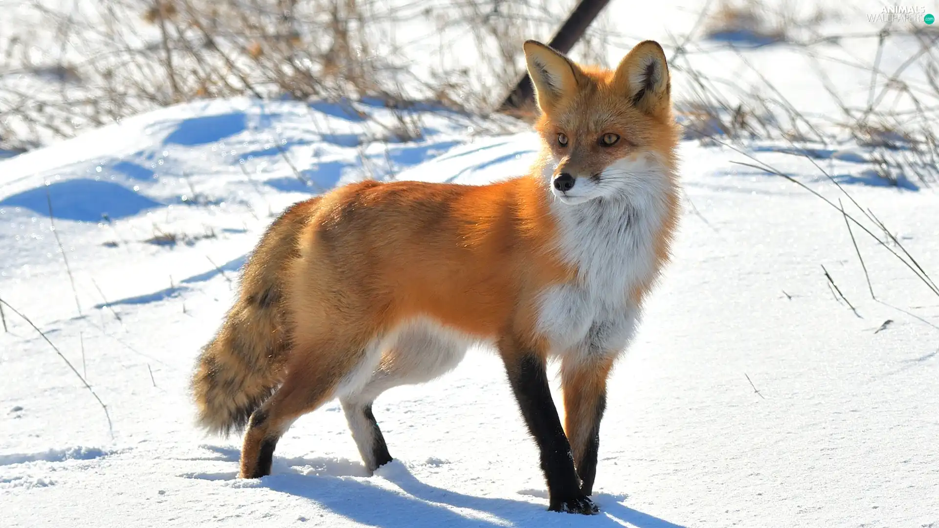 grass, Fox, snow