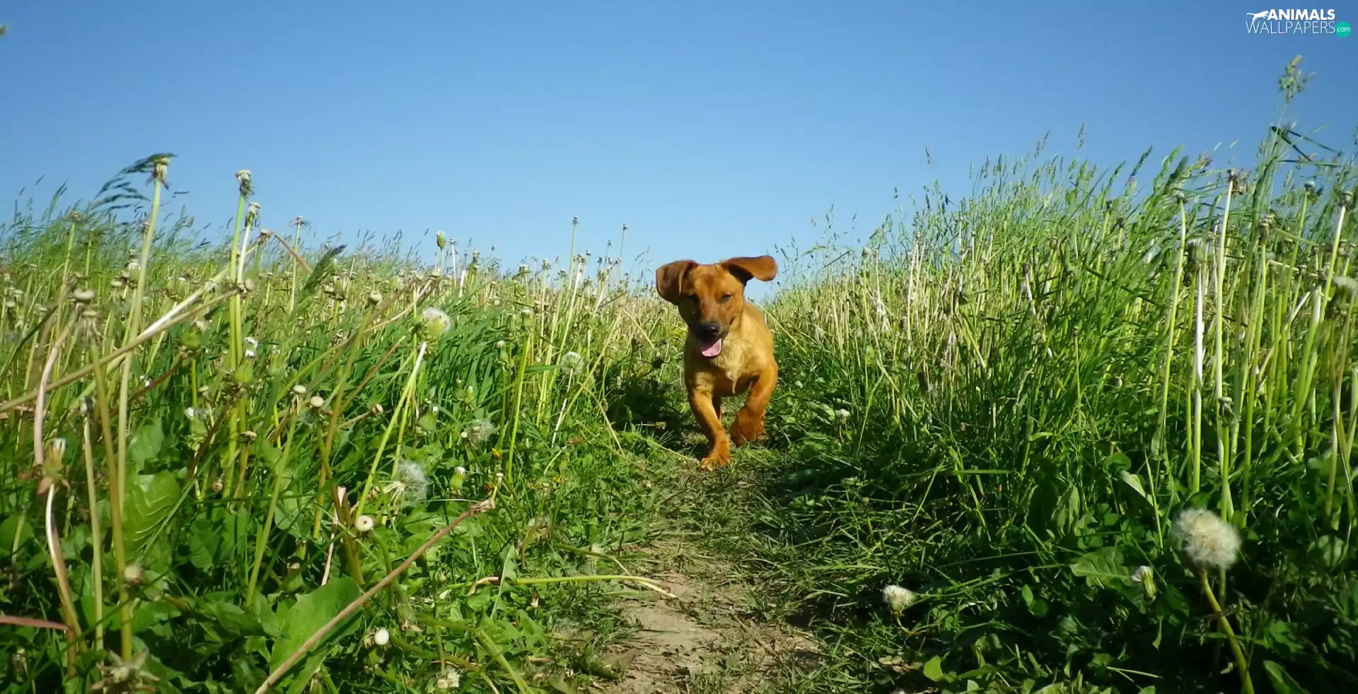 sow-thistle, doggy, grass