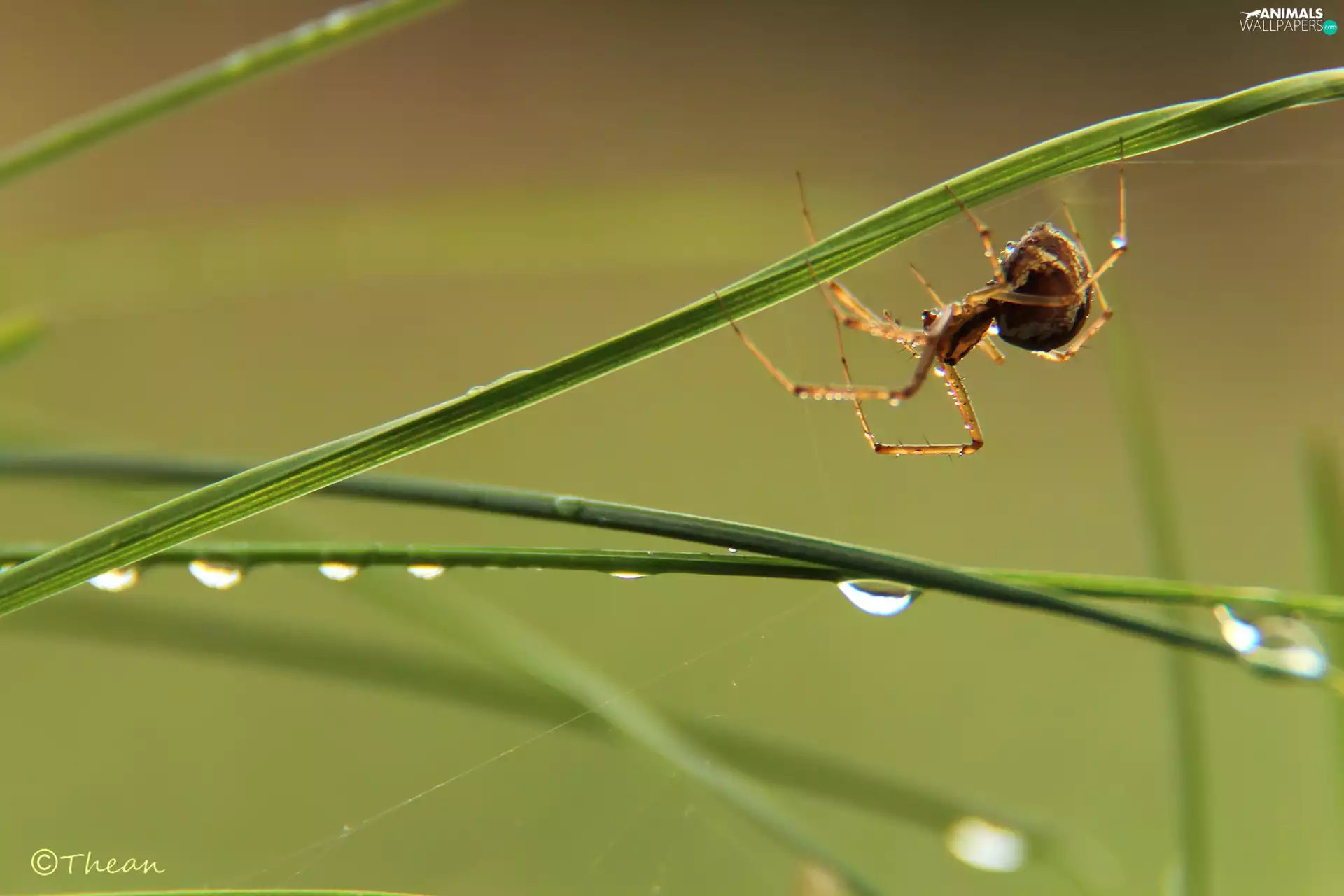 Spider, blades, drops, grass