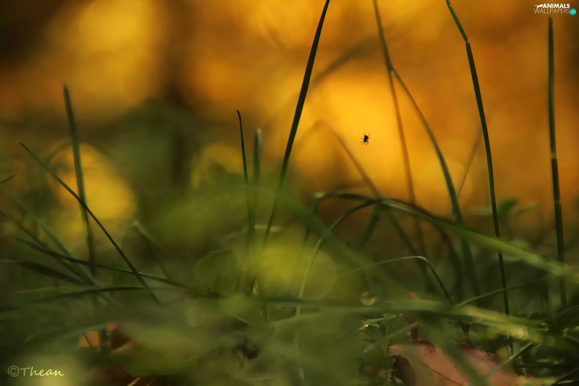 grass, small, Spider
