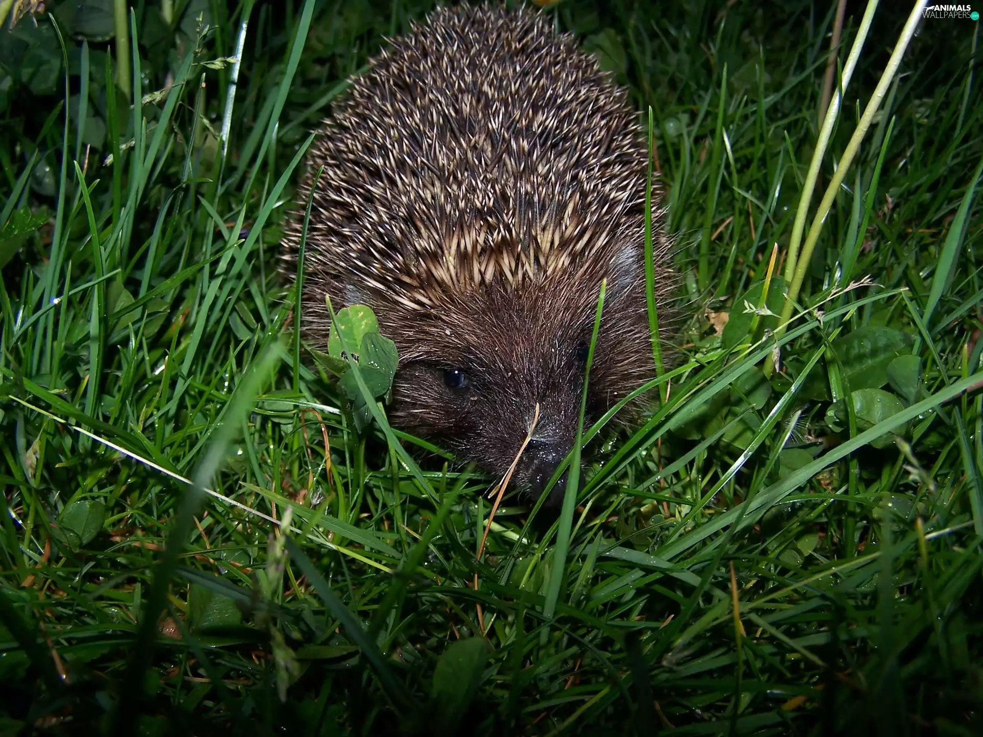 grass, hedgehog, Spikes