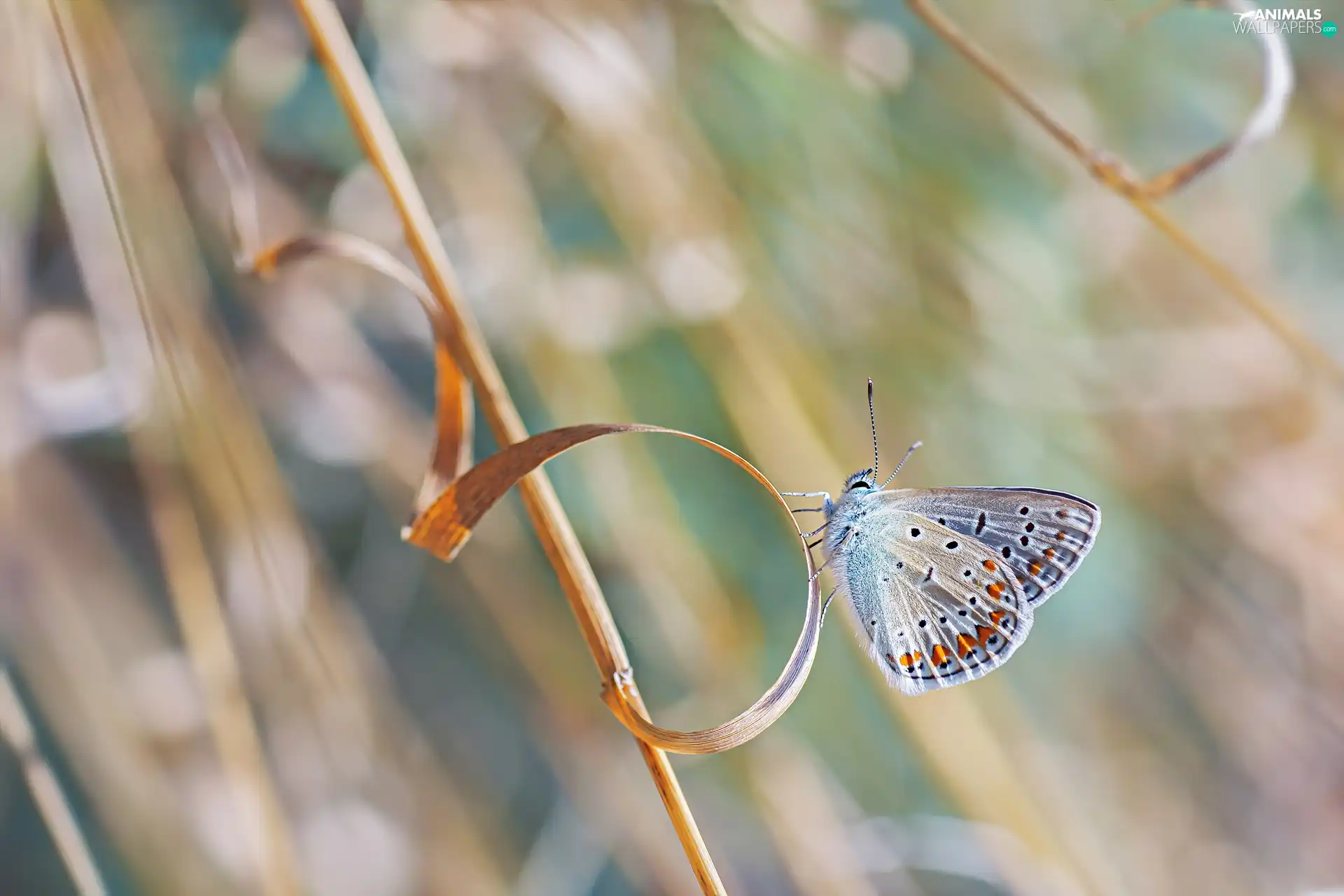 butterfly, grass, stalk, Dusky Icarus