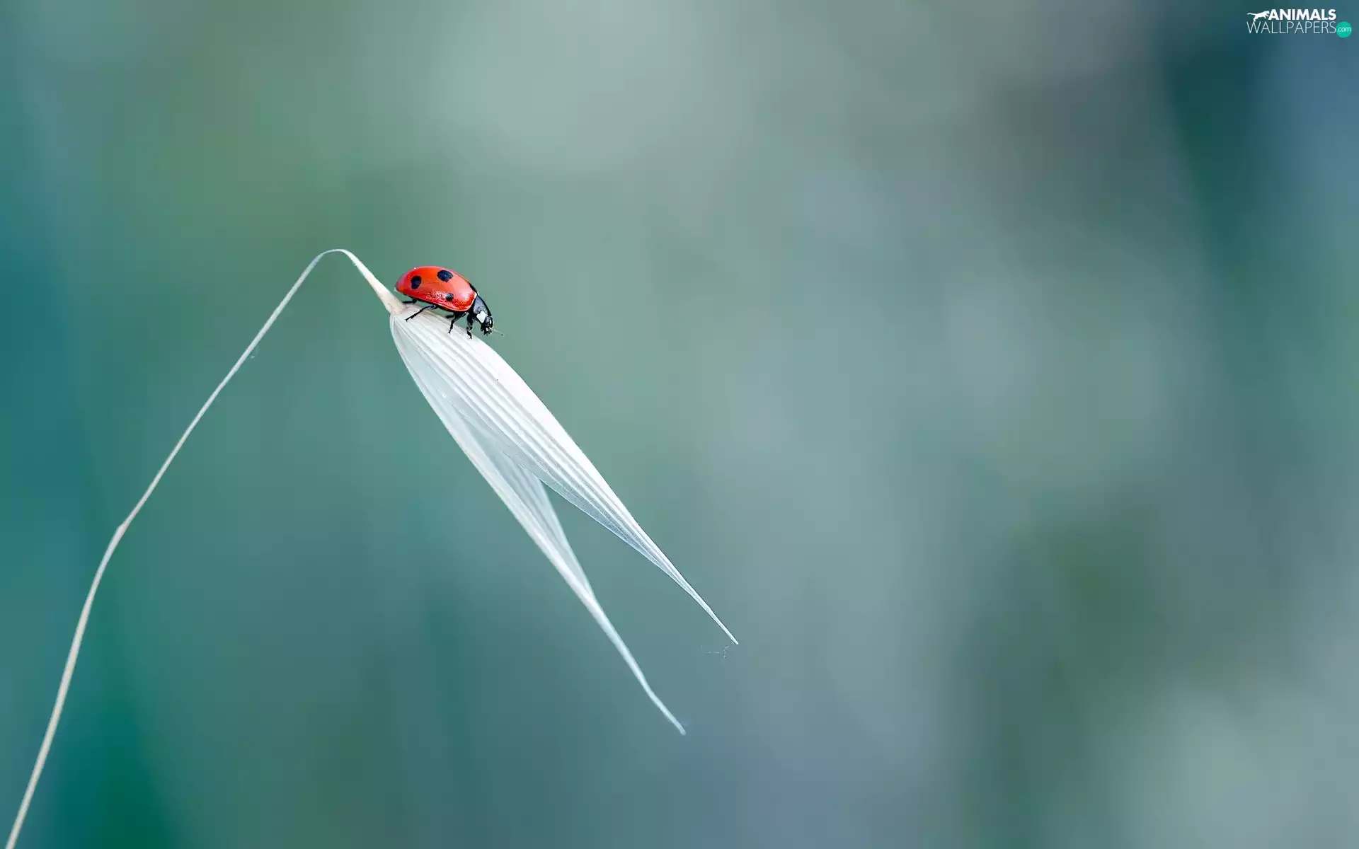grass, ladybird, stalk