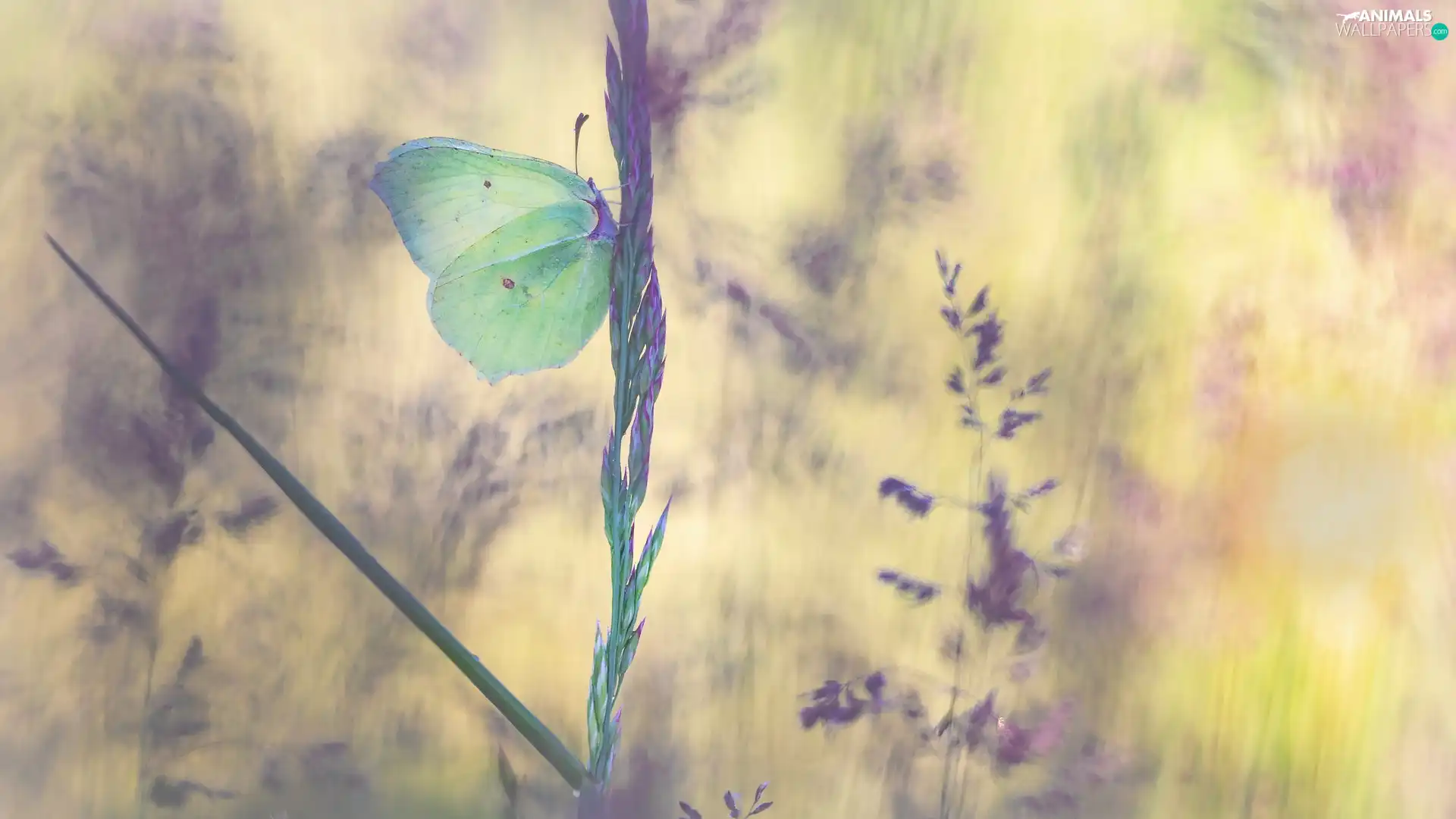 butterfly, grass, stalk, Gonepteryx rhamni