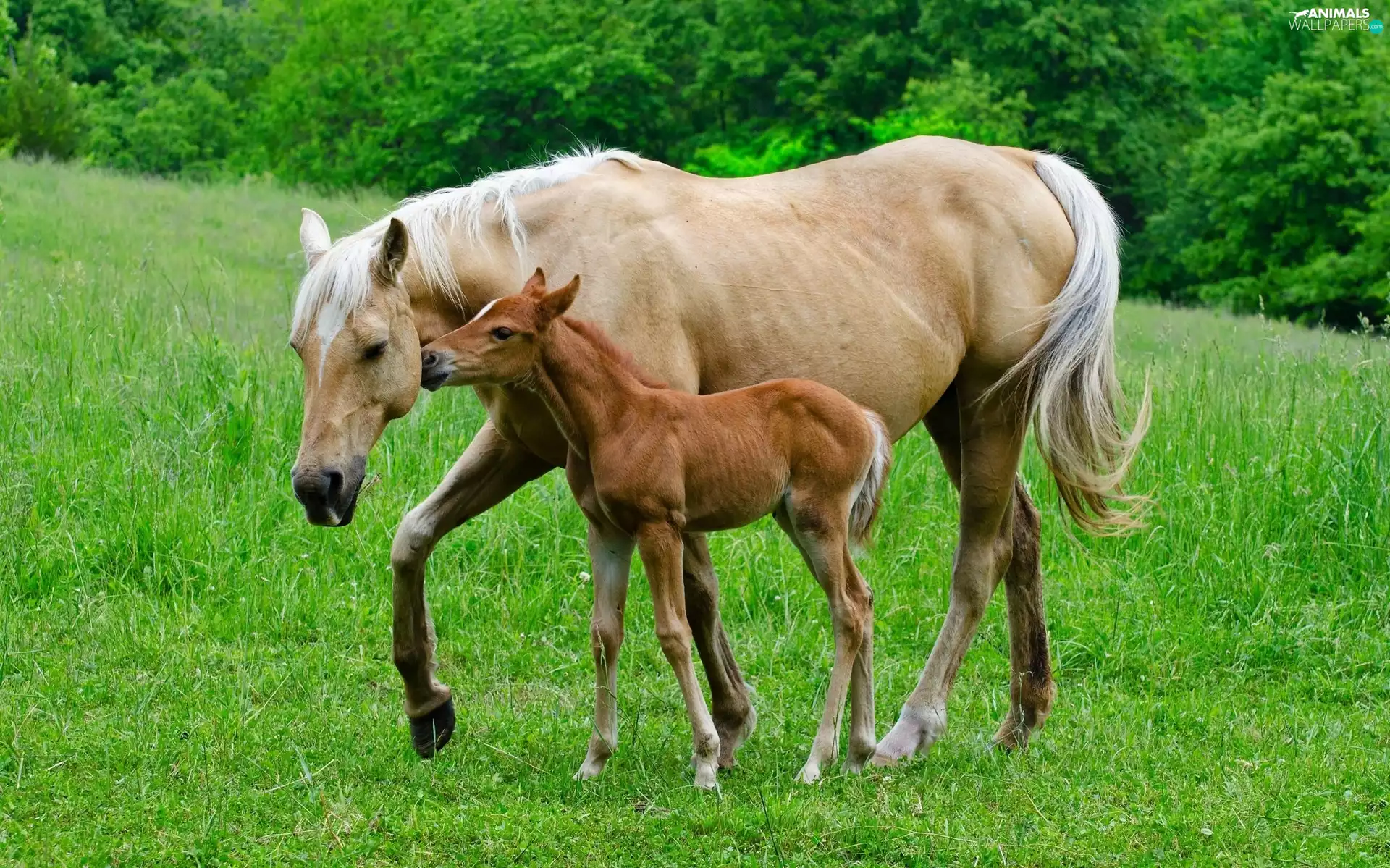 grass, Mare, stallions
