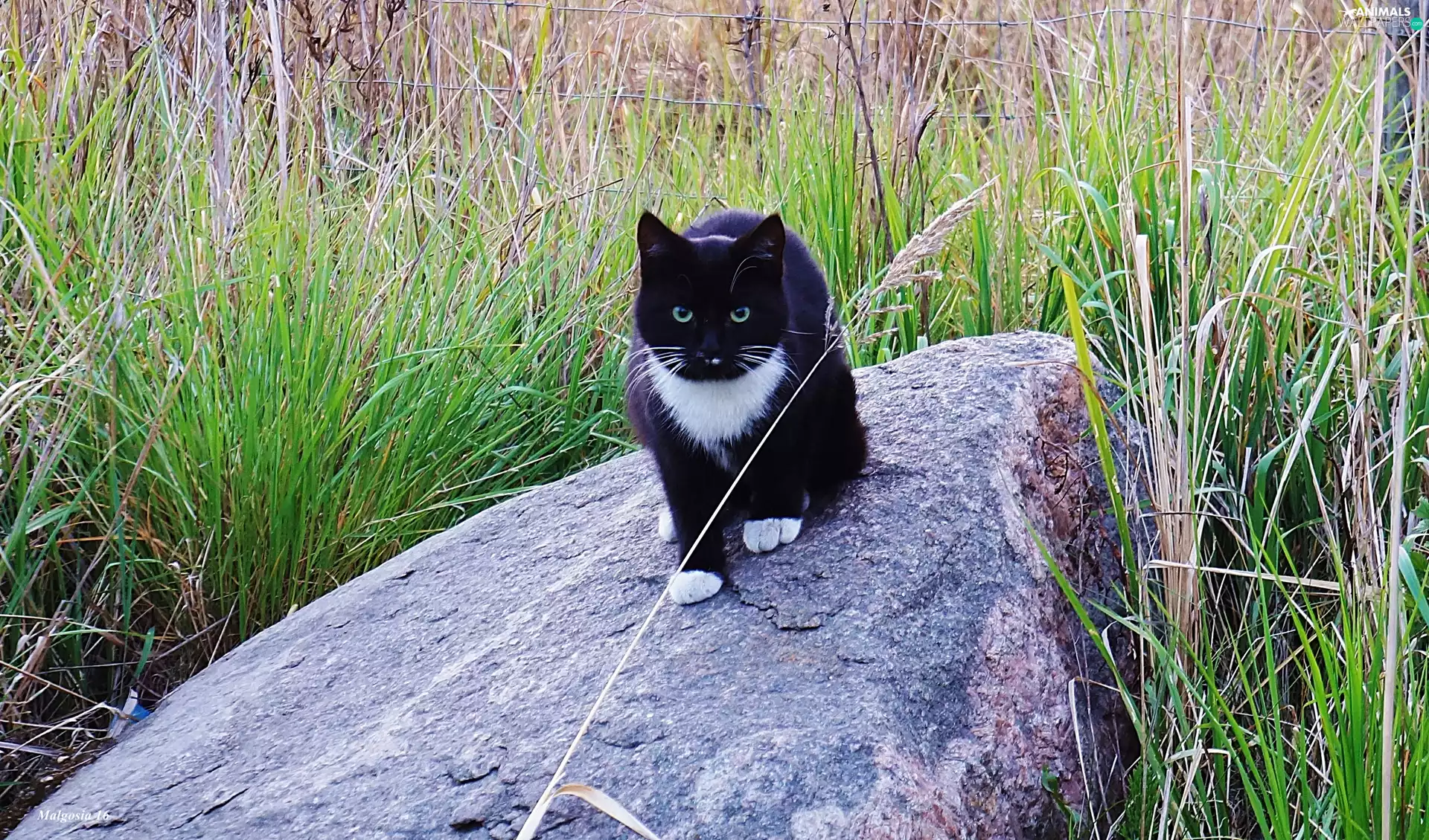 grass, cat, Stone
