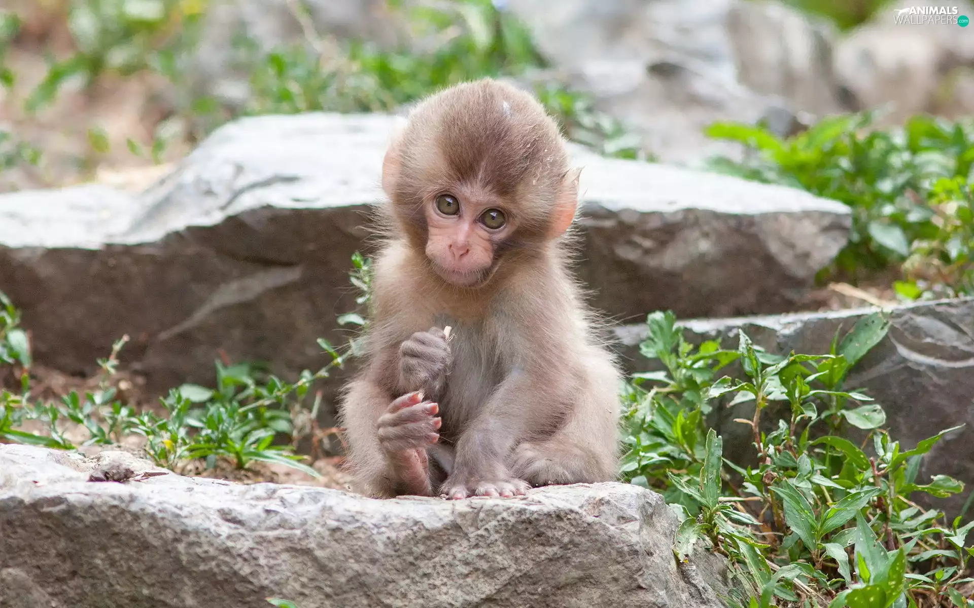 grass, Monkey, Stones