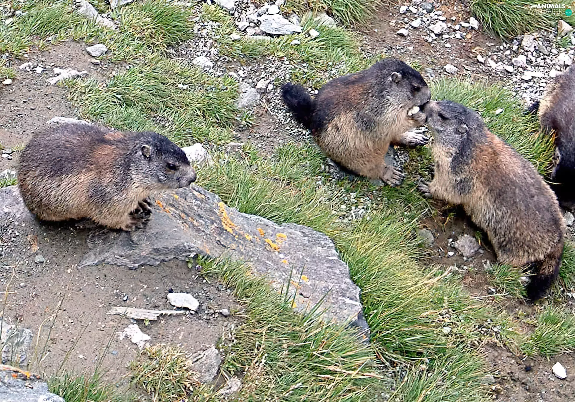 grass, whistlers, Stones