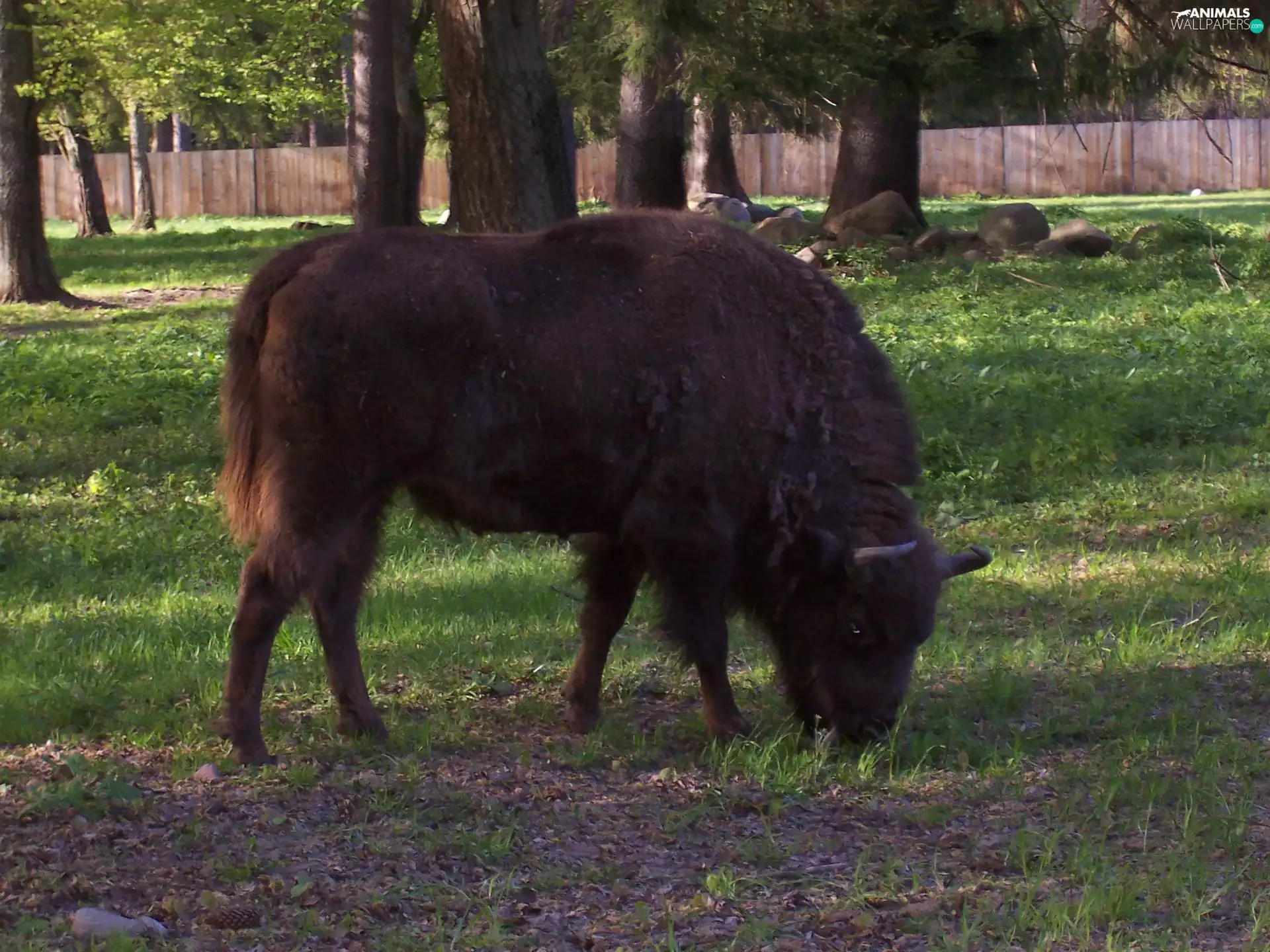 Stones, Beer - Żubr, grass