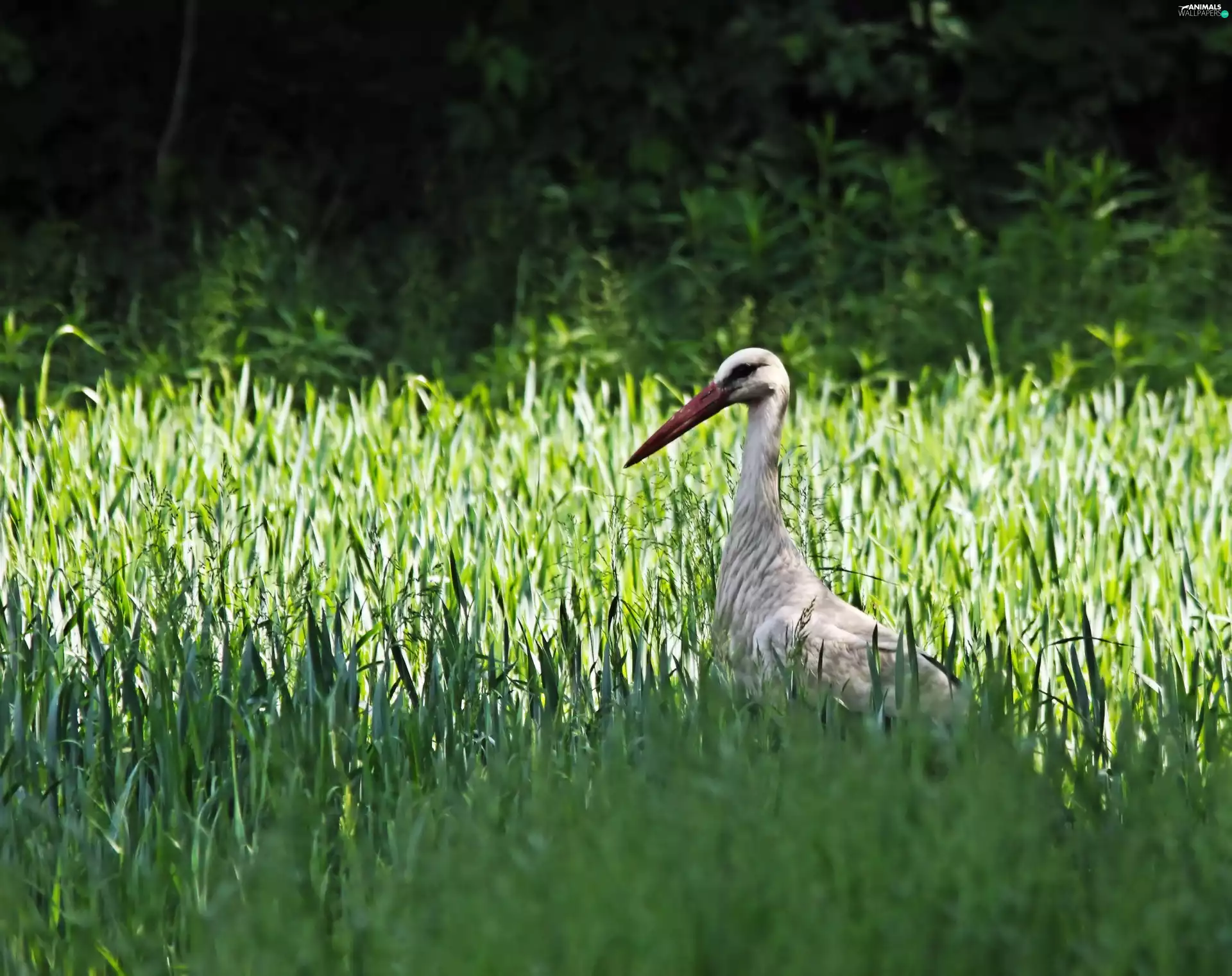 grass, Bird, stork