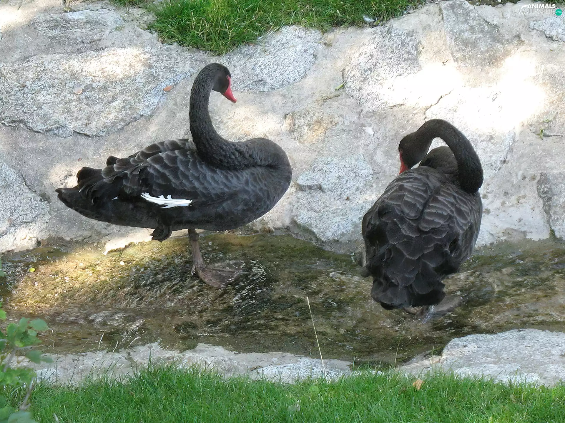 grass, Black, Swan