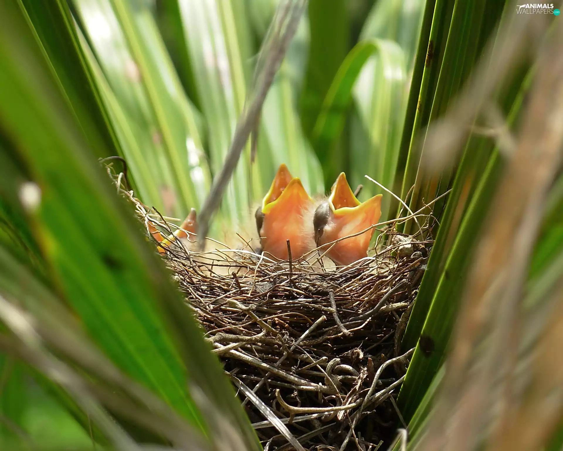 tall, nest, chick, grass