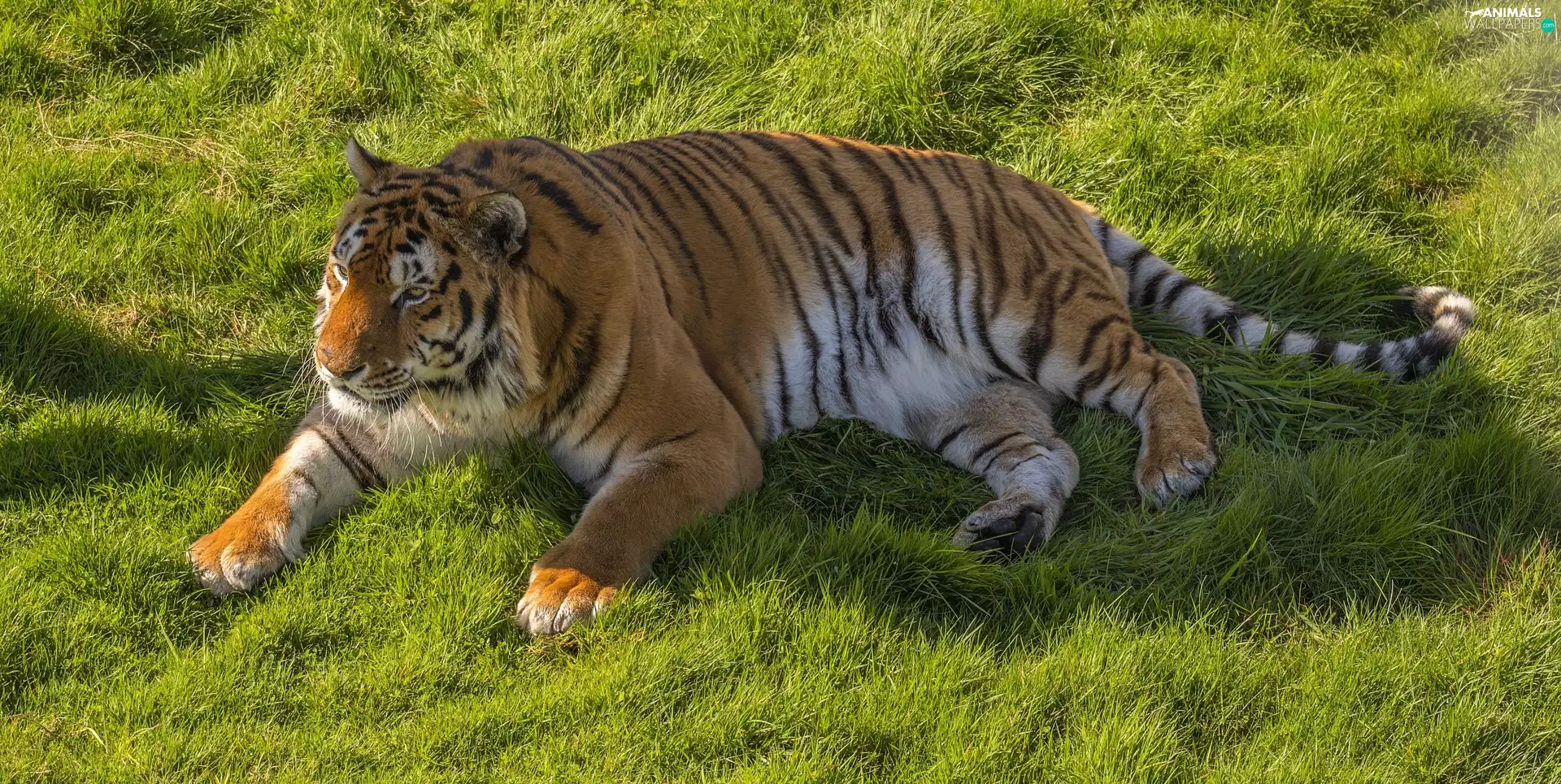 grass, lying, tiger