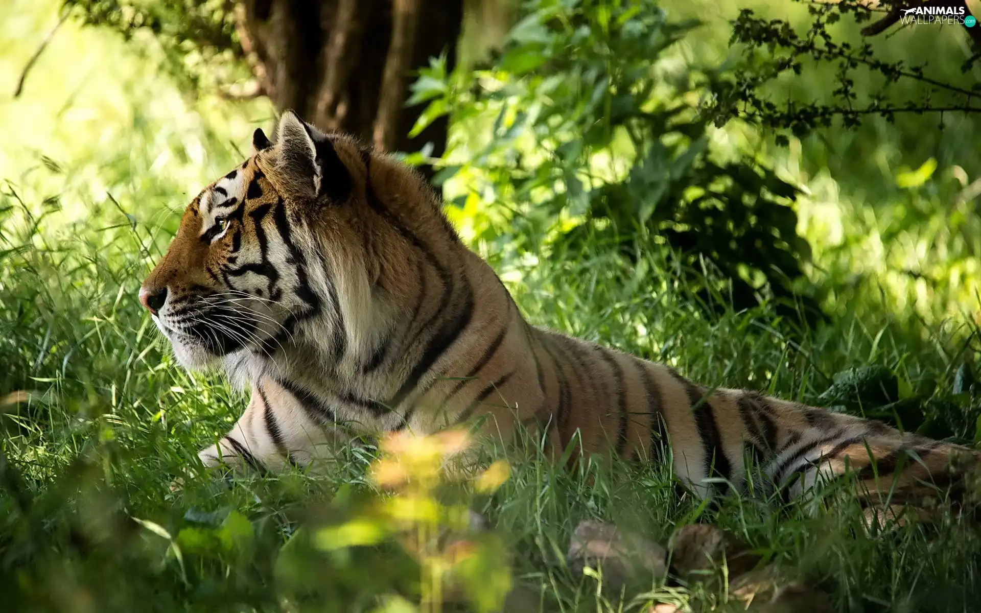 tiger, viewes, grass, trees