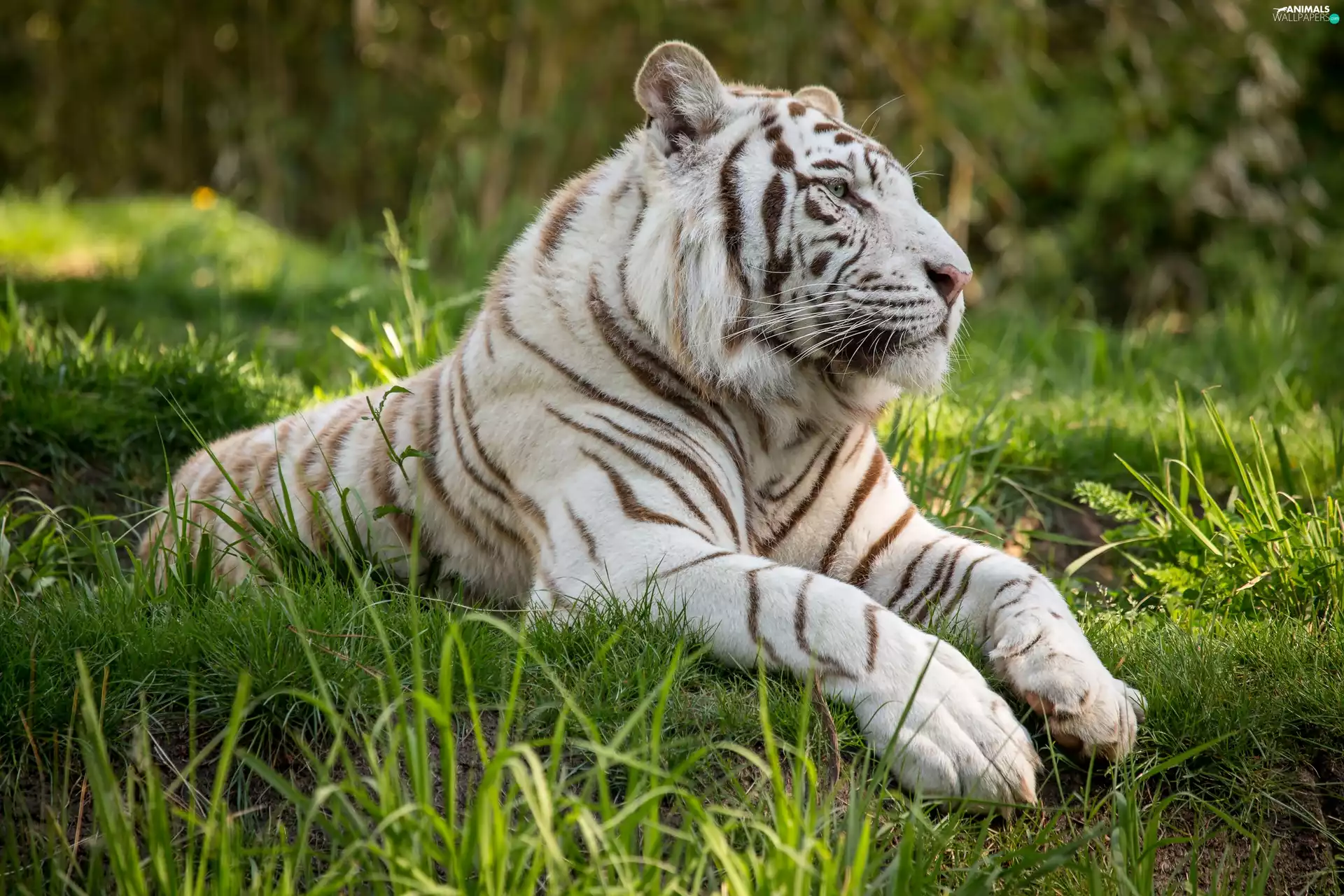 grass, White, tiger