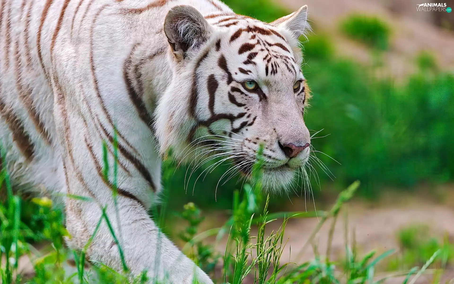 grass, White, tiger