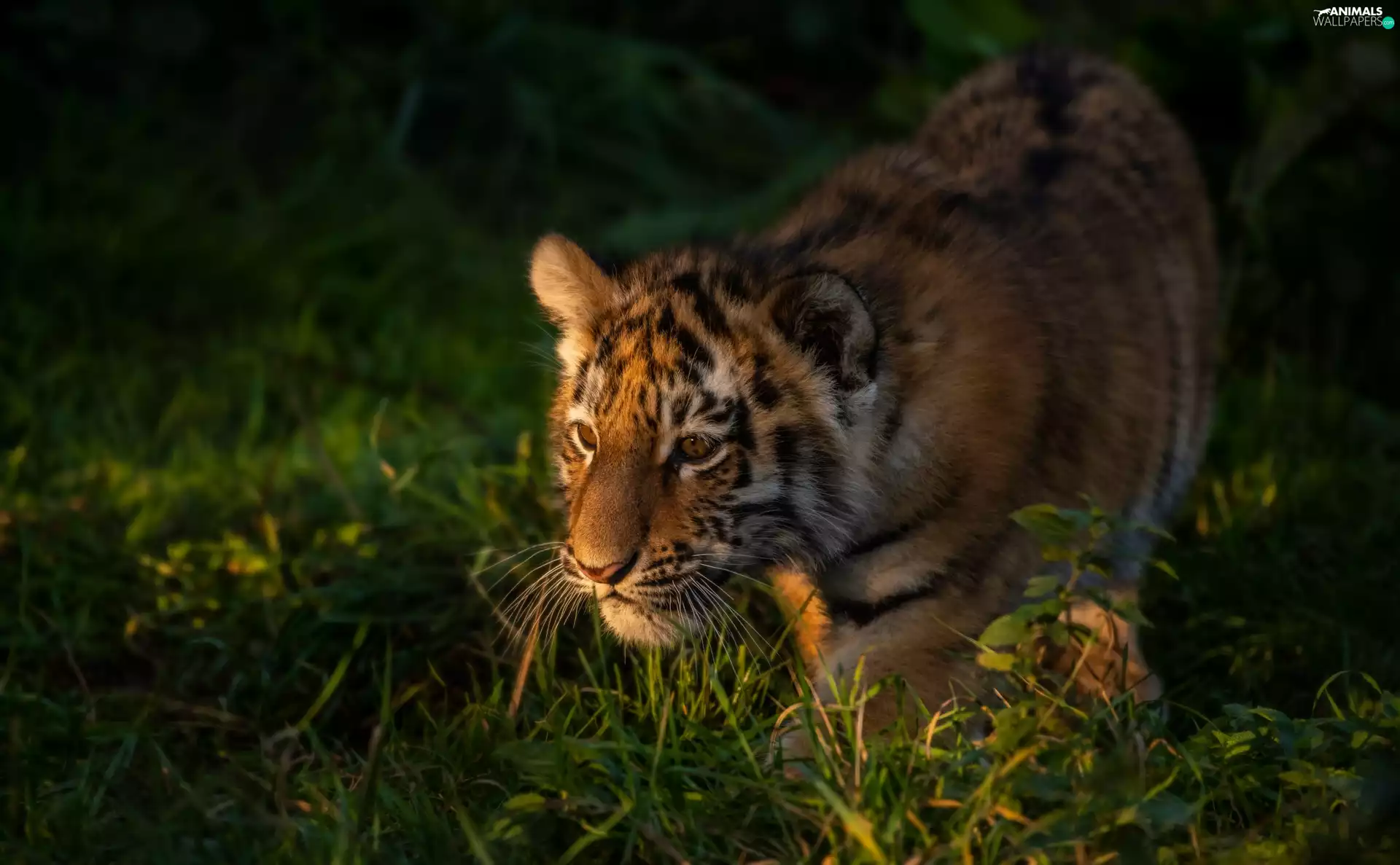 grass, young, tiger