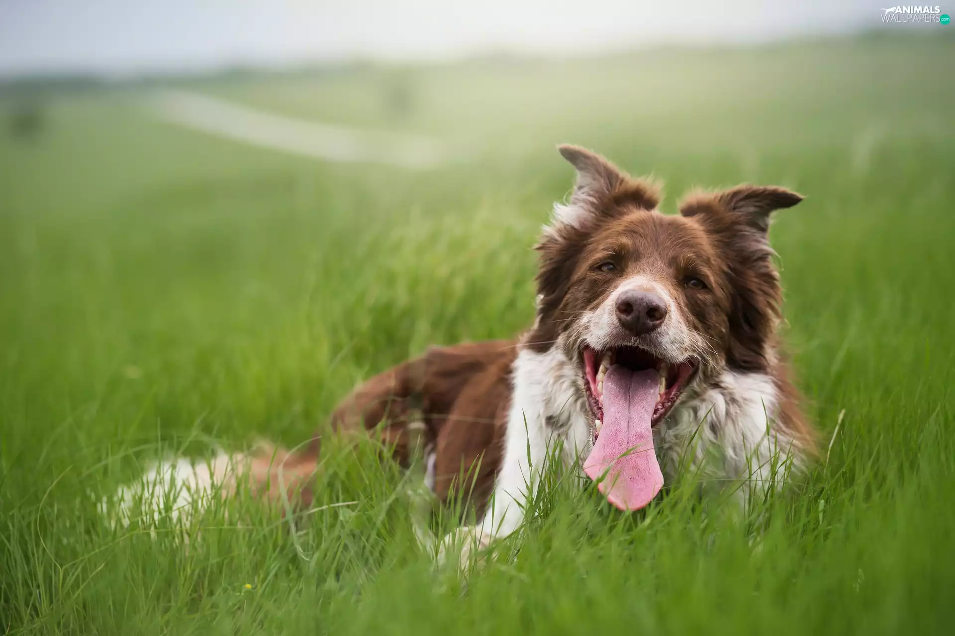 grass, dog, tongue
