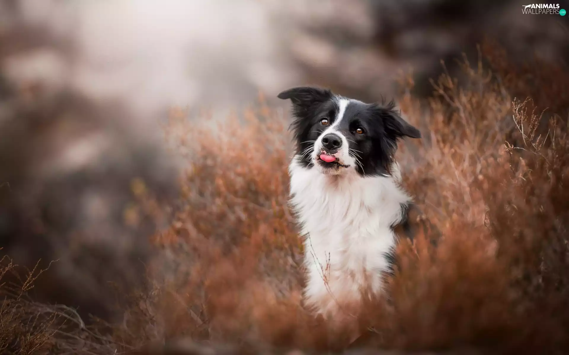 Tounge, Border Collie, grass