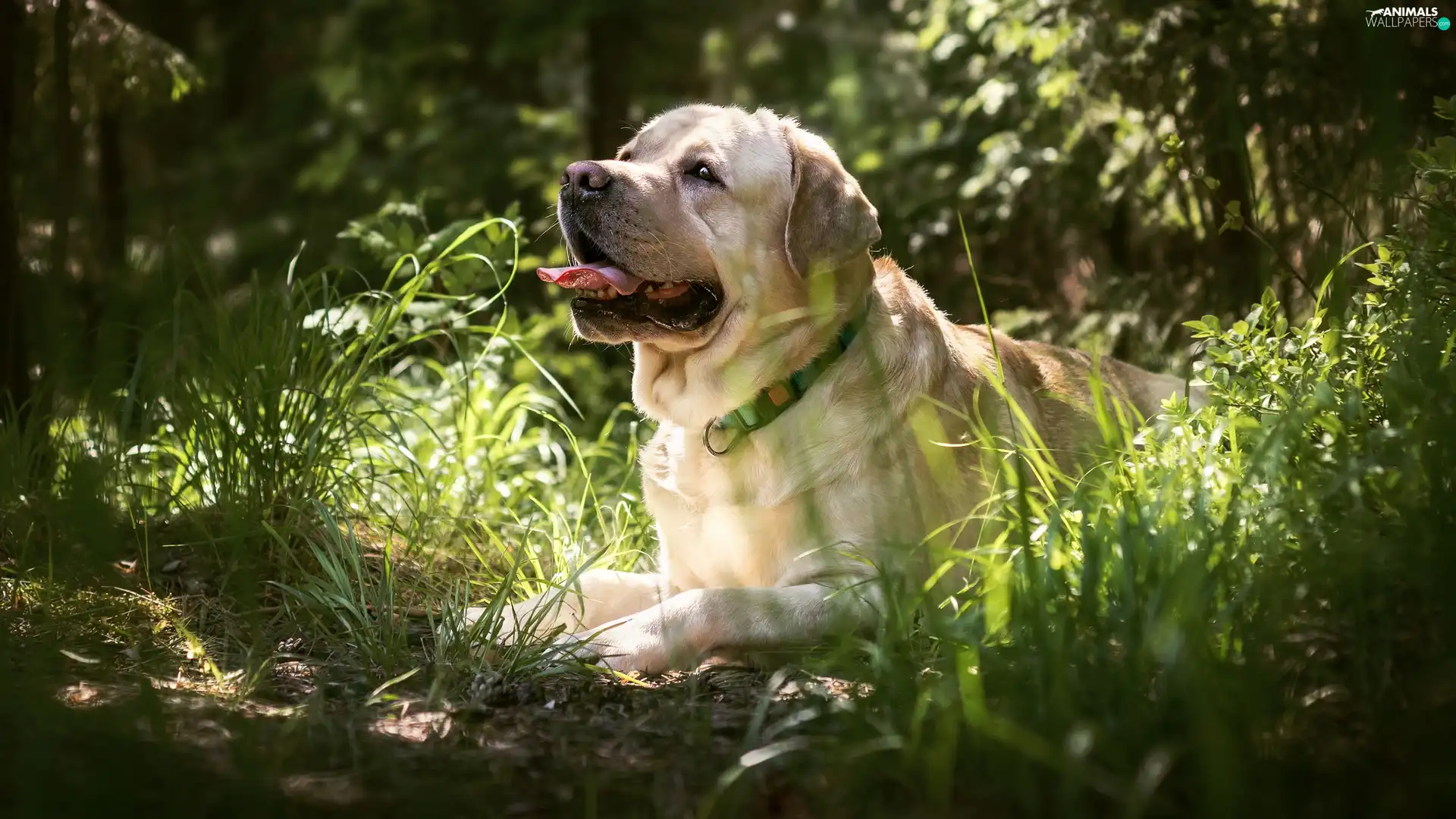 dog, grass, Tounge, Labrador Retriever