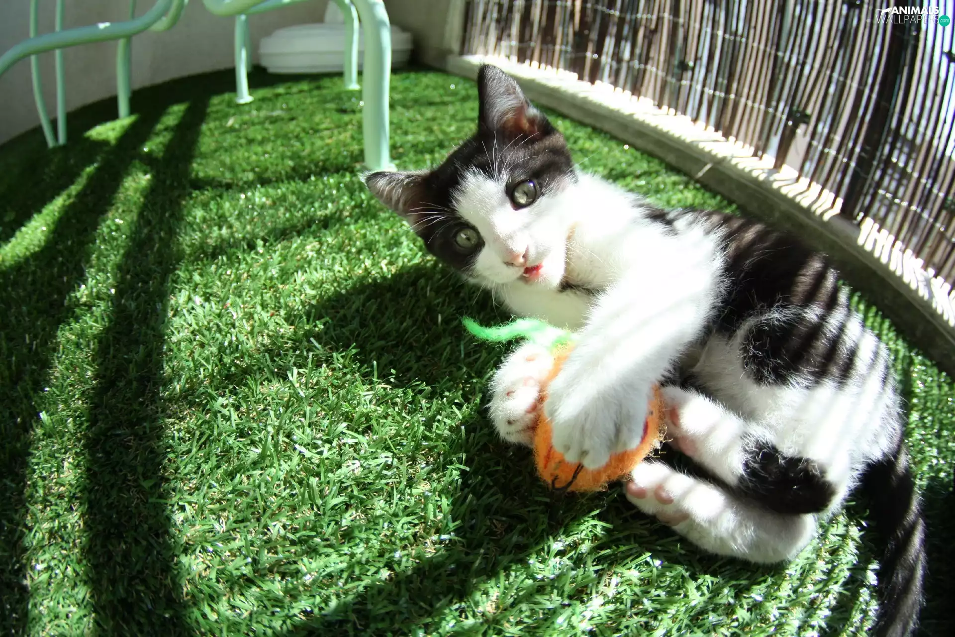 grass, cat, toy