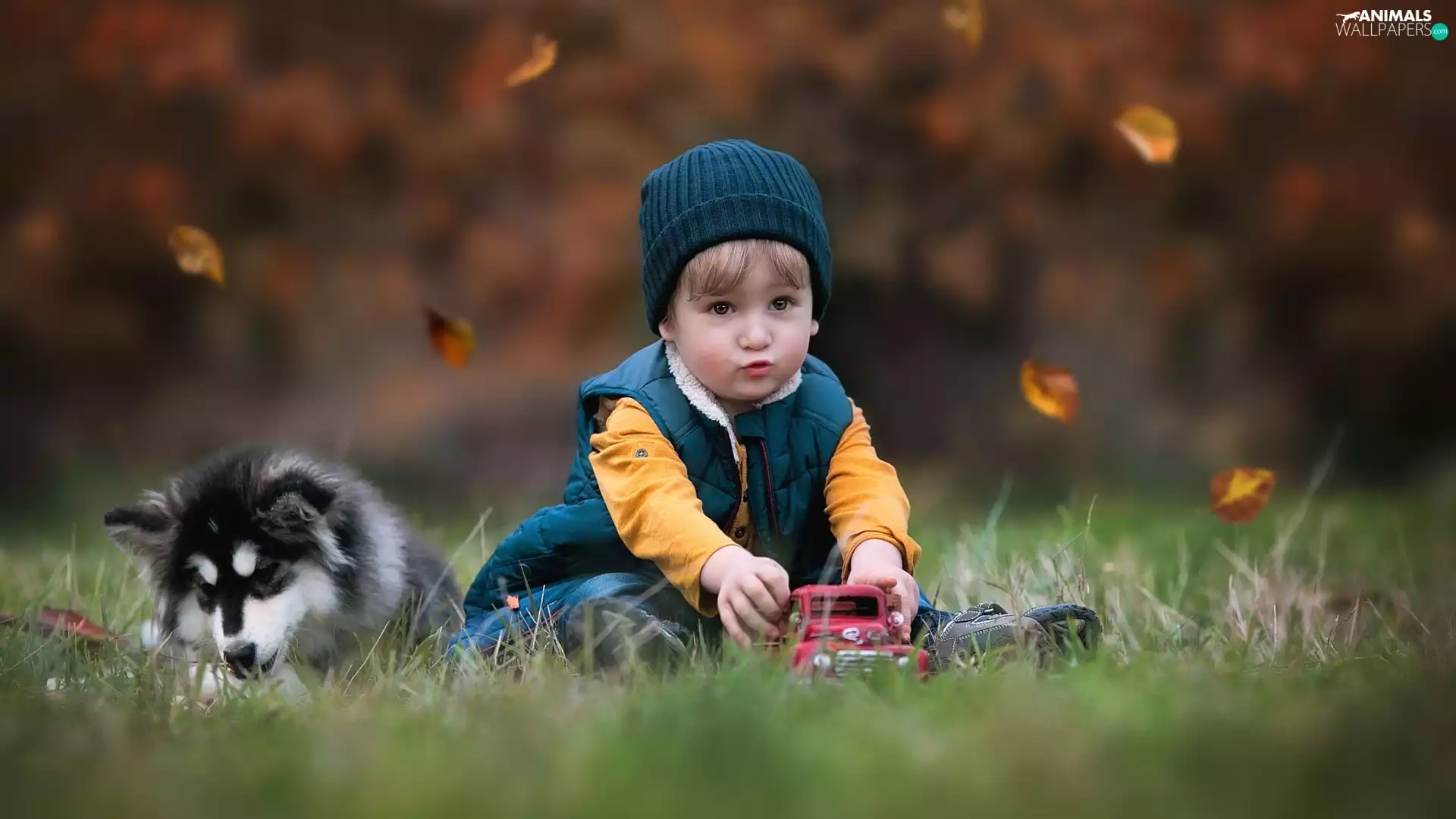 Puppy, boy, toy car, Leaf, dog, Kid, toy, autumn, grass, Alaskan Malamute