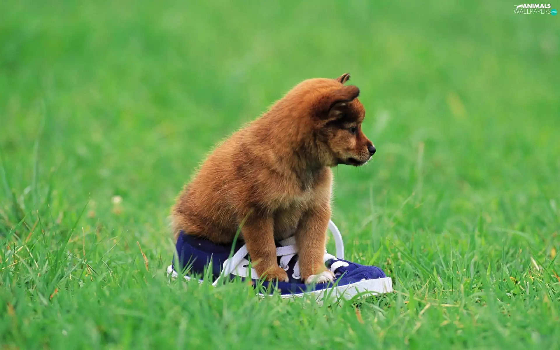 grass, puppie, trainers