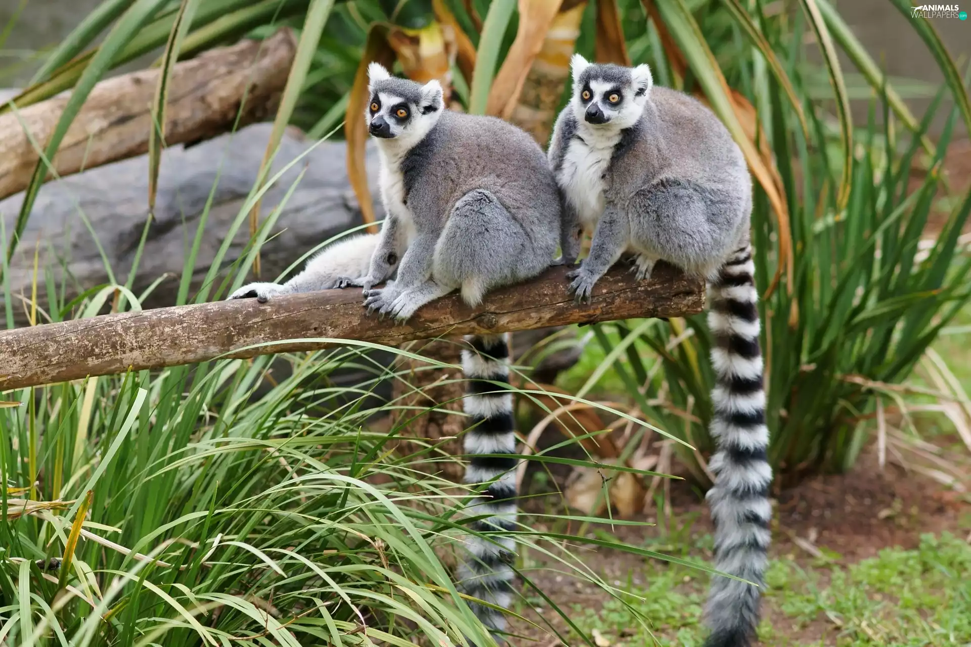 grass, lemurs, trees