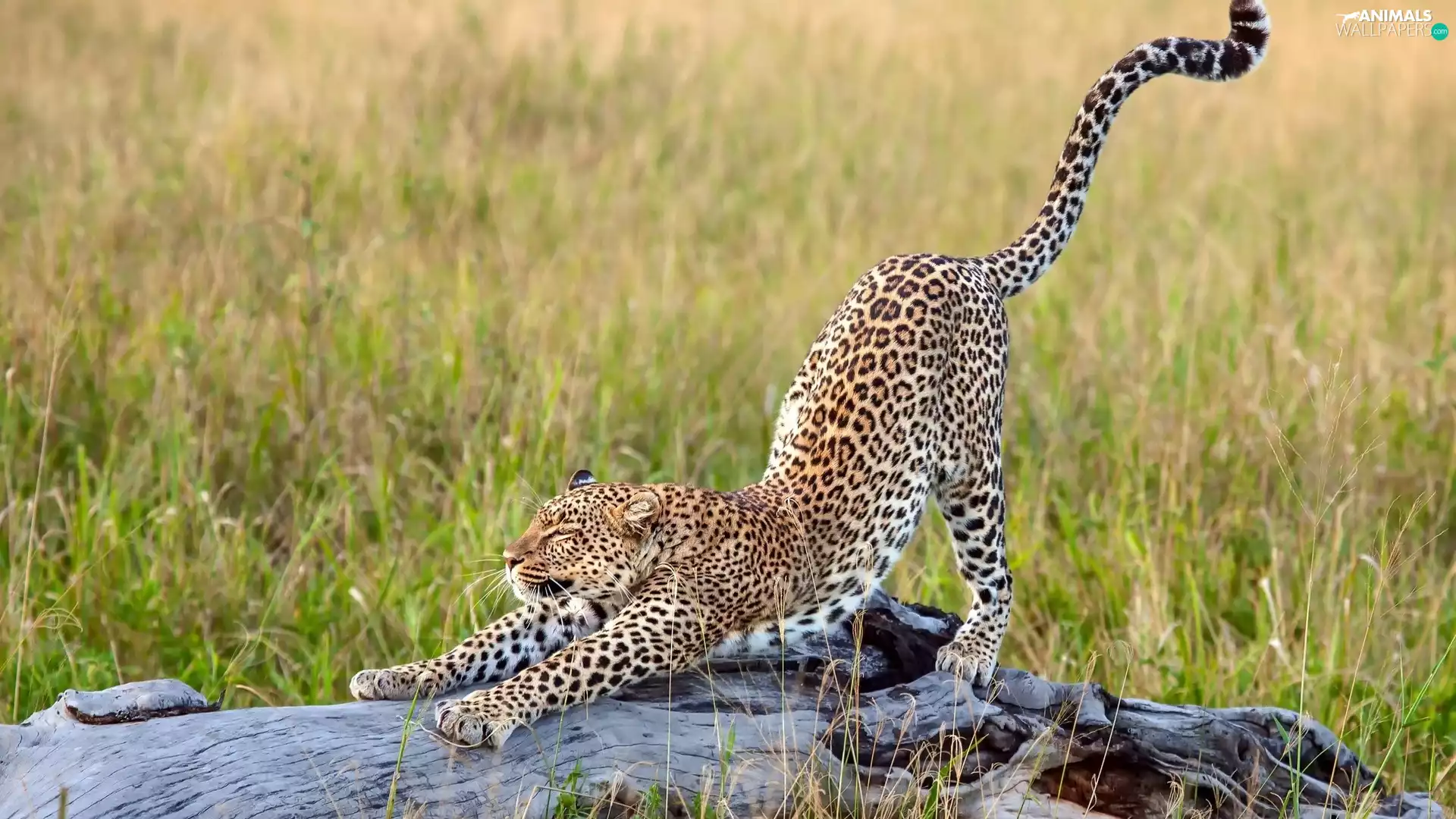 grass, Leopards, trees
