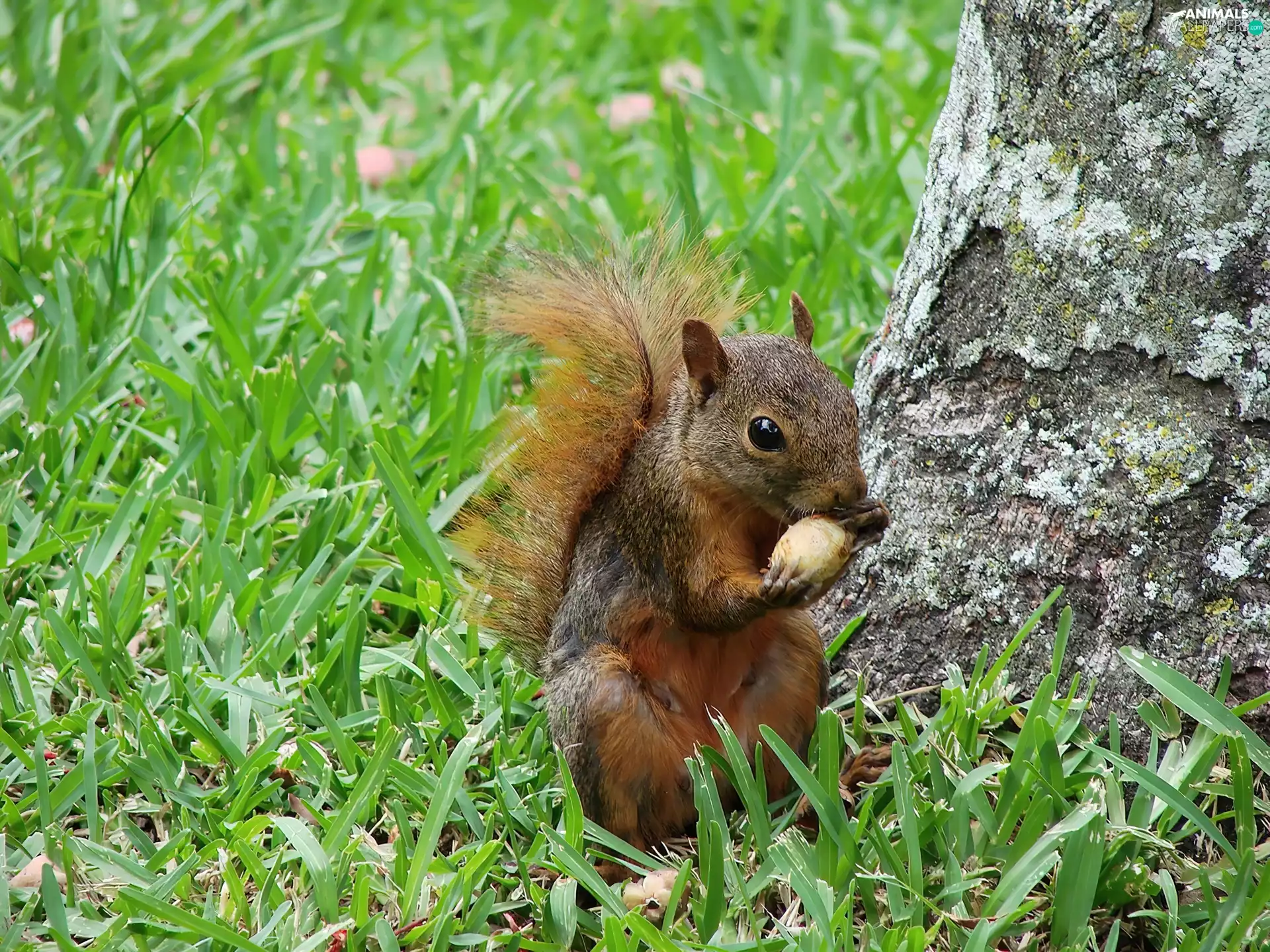 grass, squirrel, trees