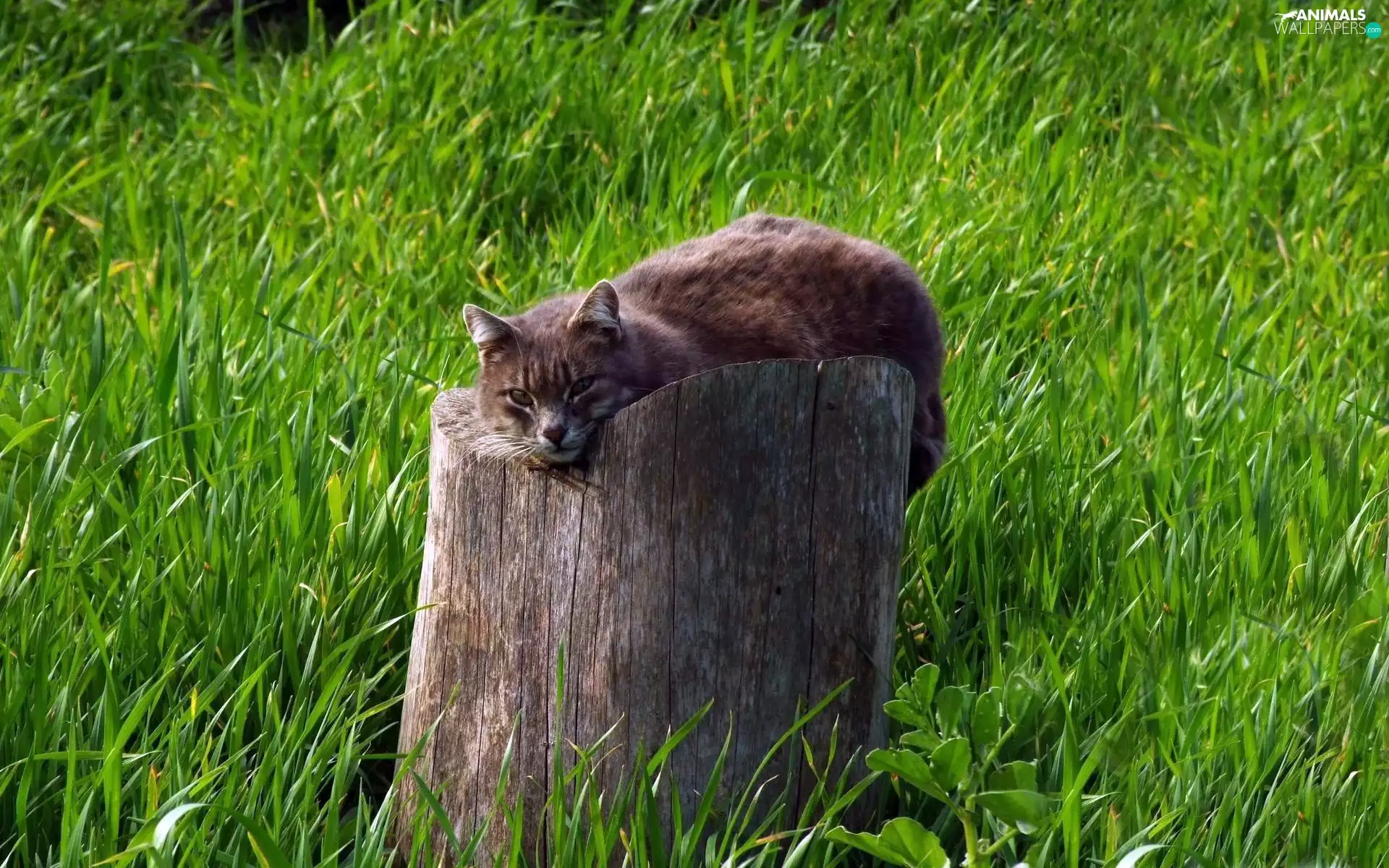 cat, grass, trees, viewes, trunk