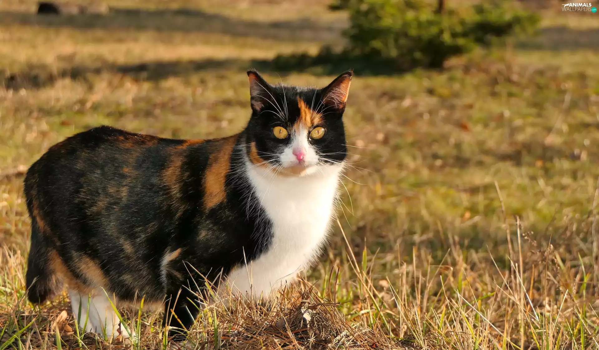 Eyes, grass, Tricolor, Yellow, cat
