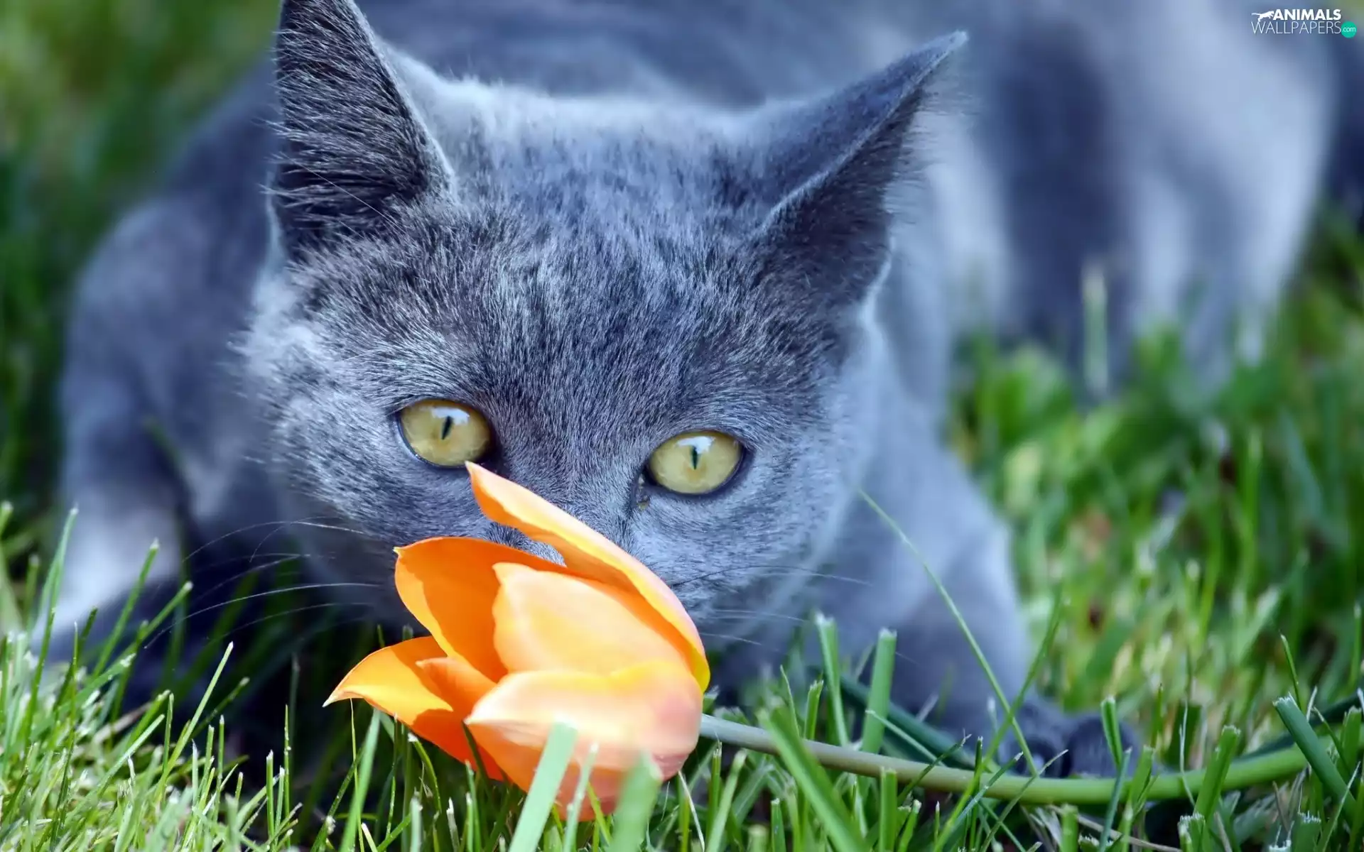 grass, cat, tulip
