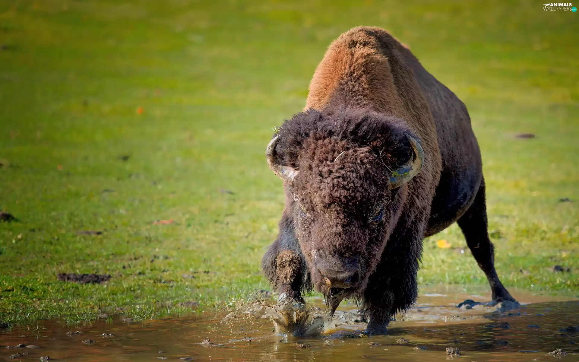 grass, Bison, water
