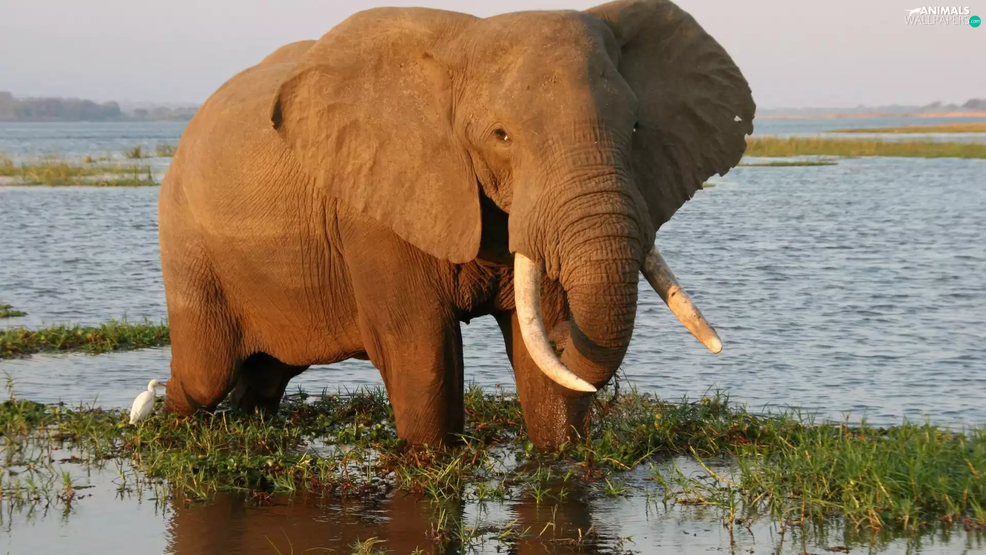 grass, Elephant, water
