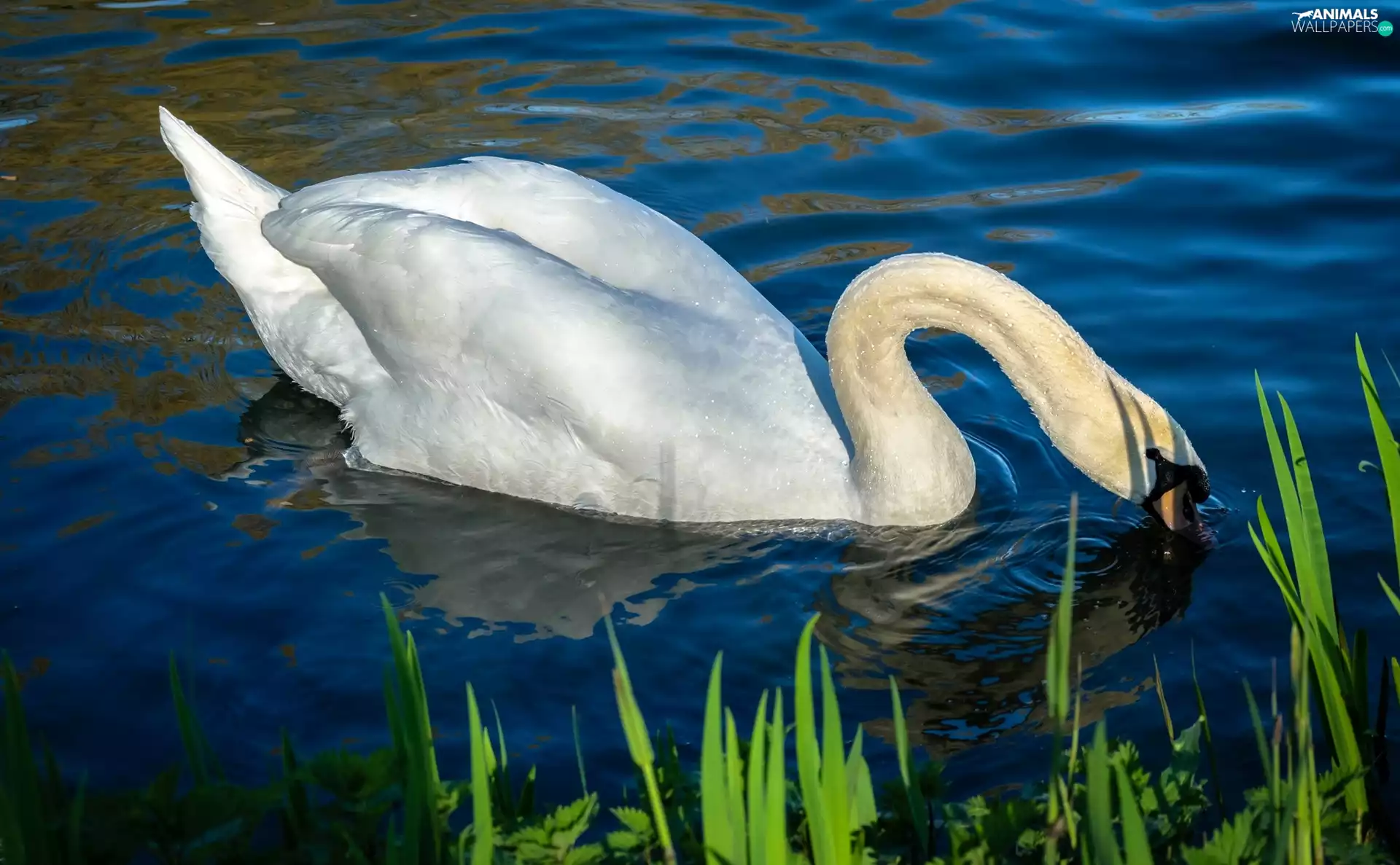 grass, Swans, water