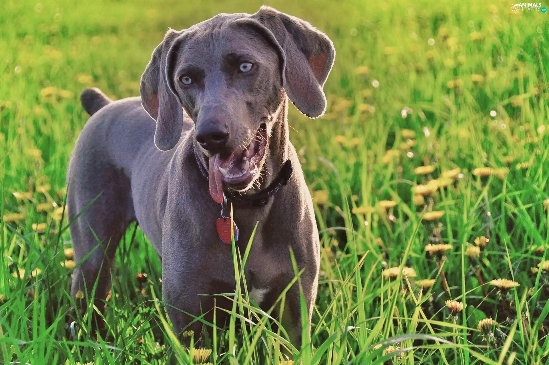 grass, pointer, Weimar