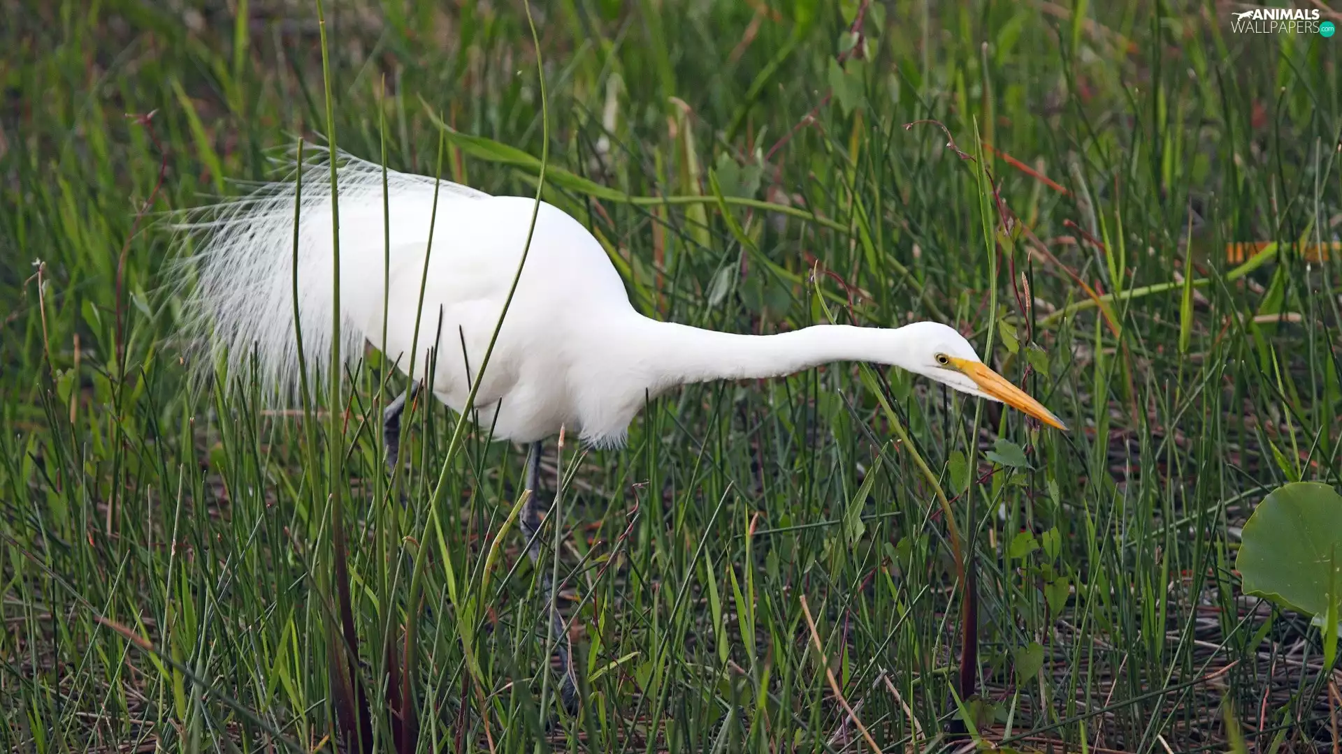 grass, heron, White