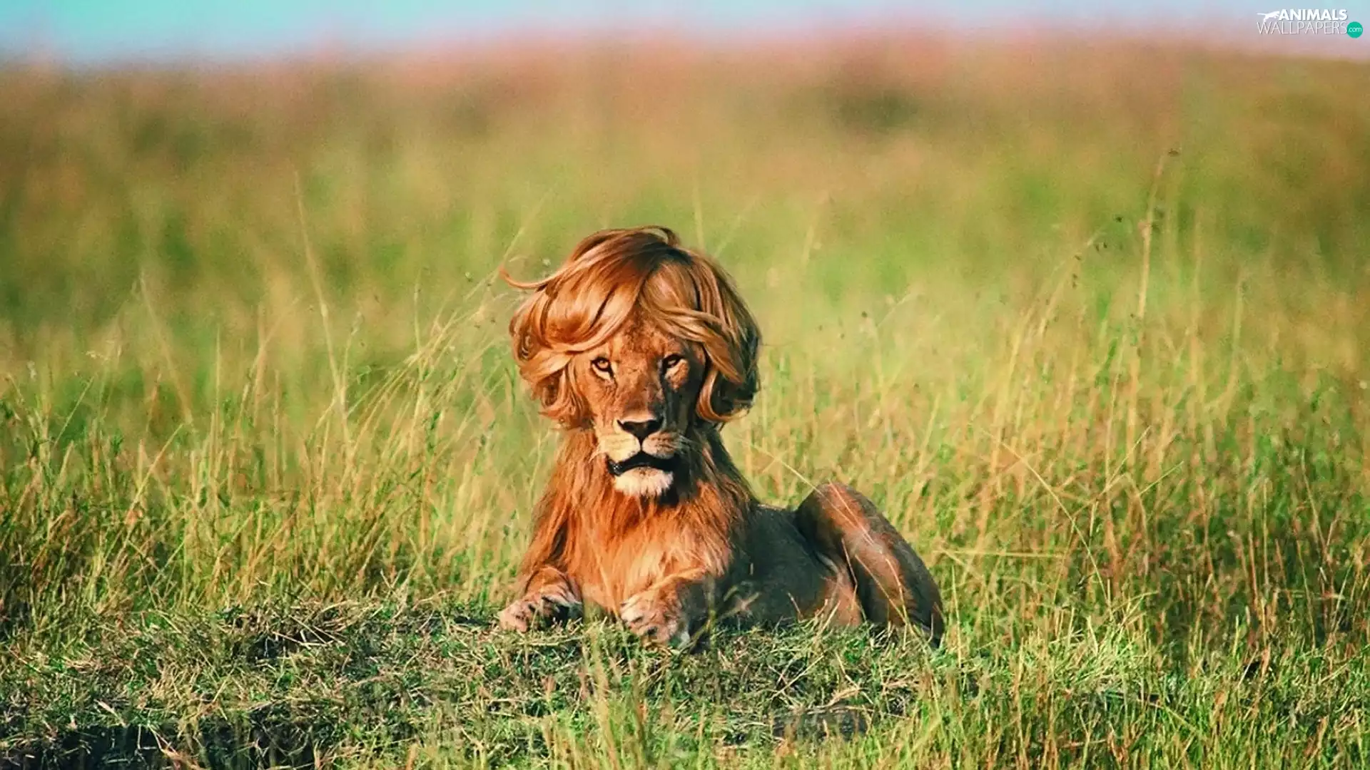 grass, Lion, wig