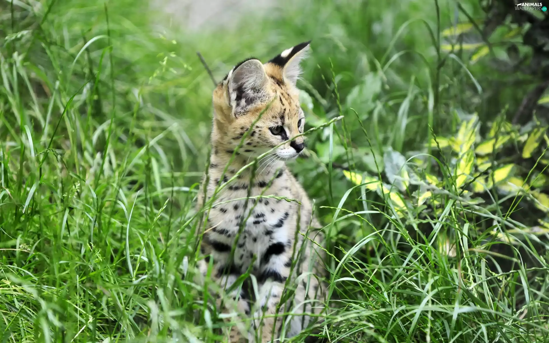 animal, grass, wild, cat, Serval