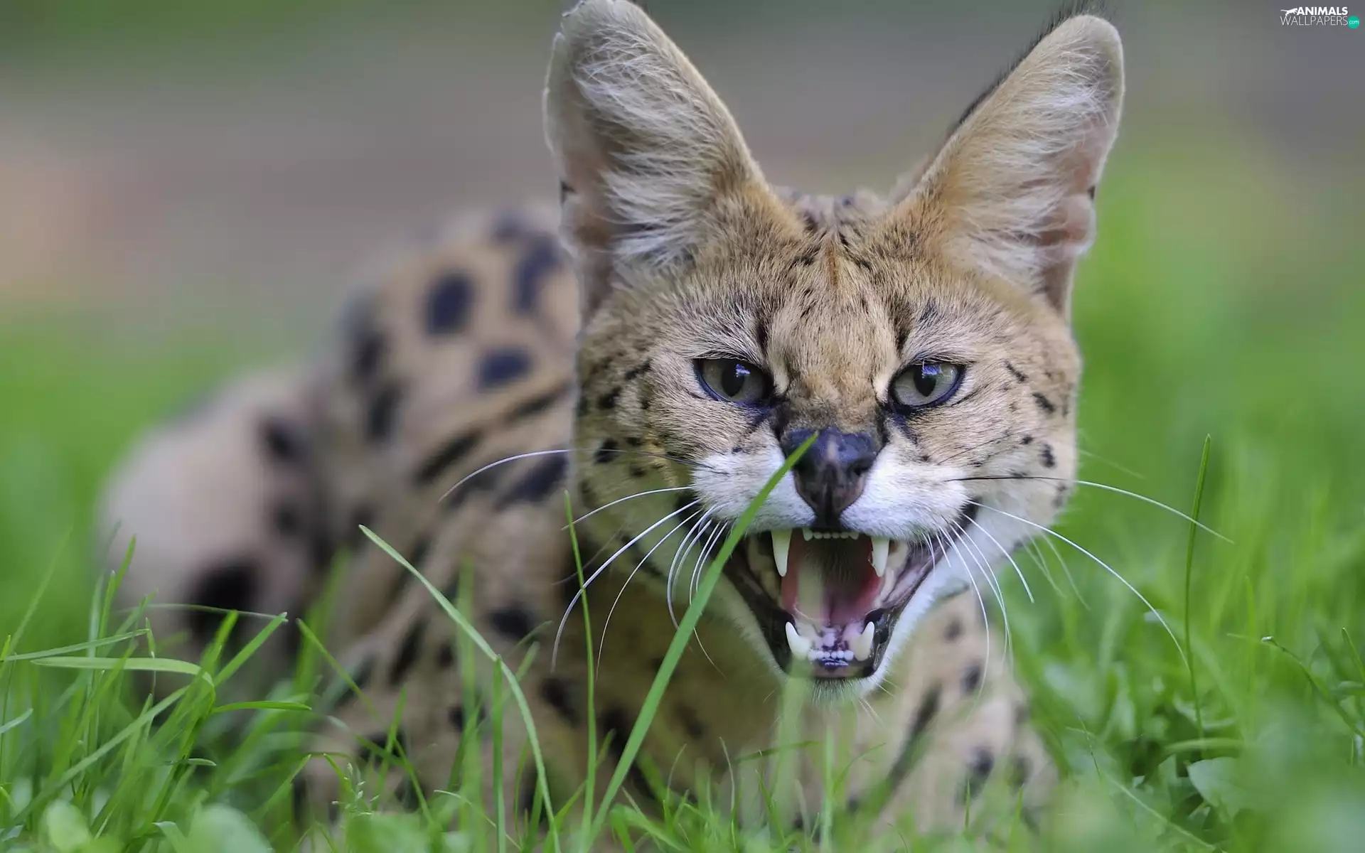 animal, grass, wild, cat, Serval