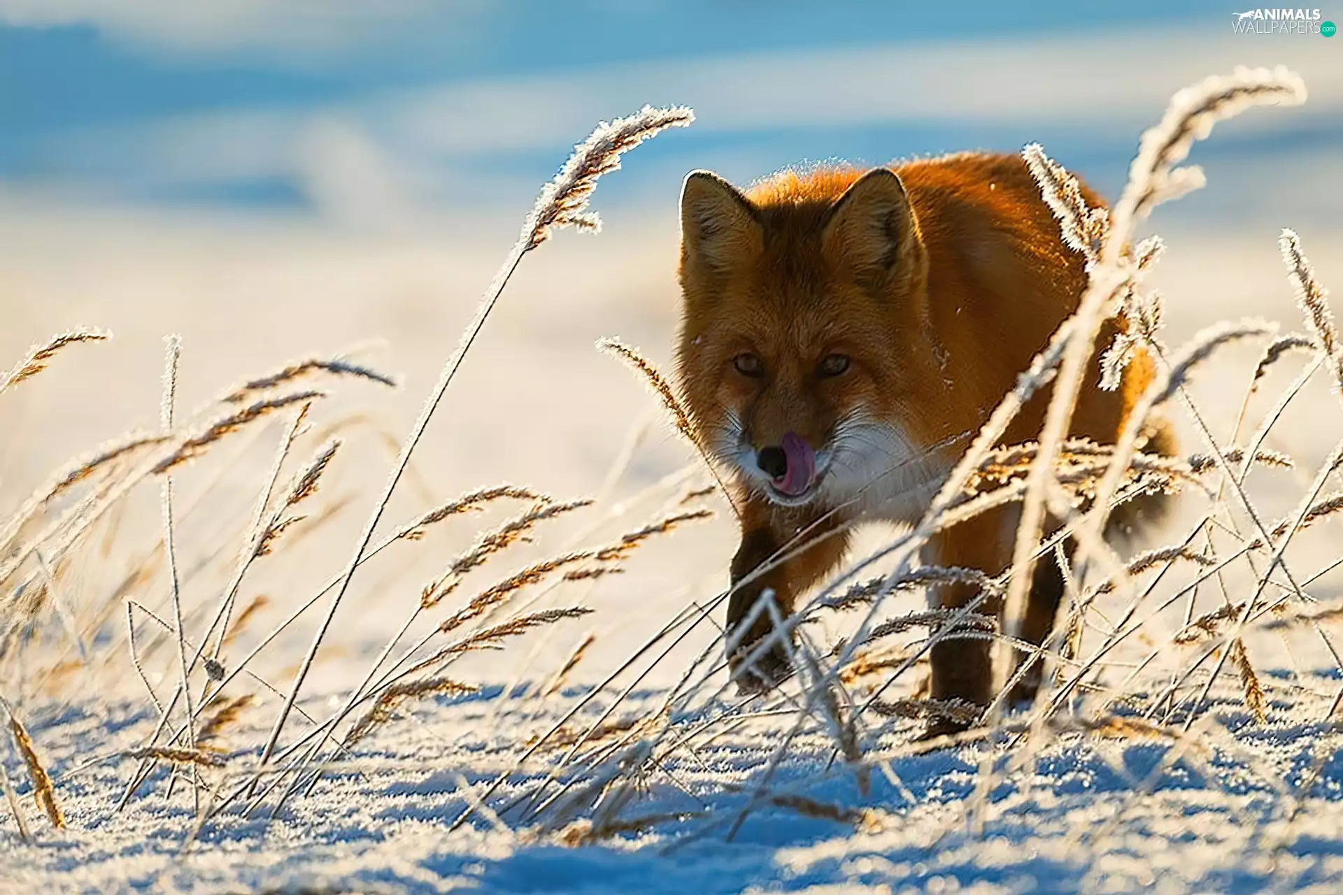 grass, Fox, winter