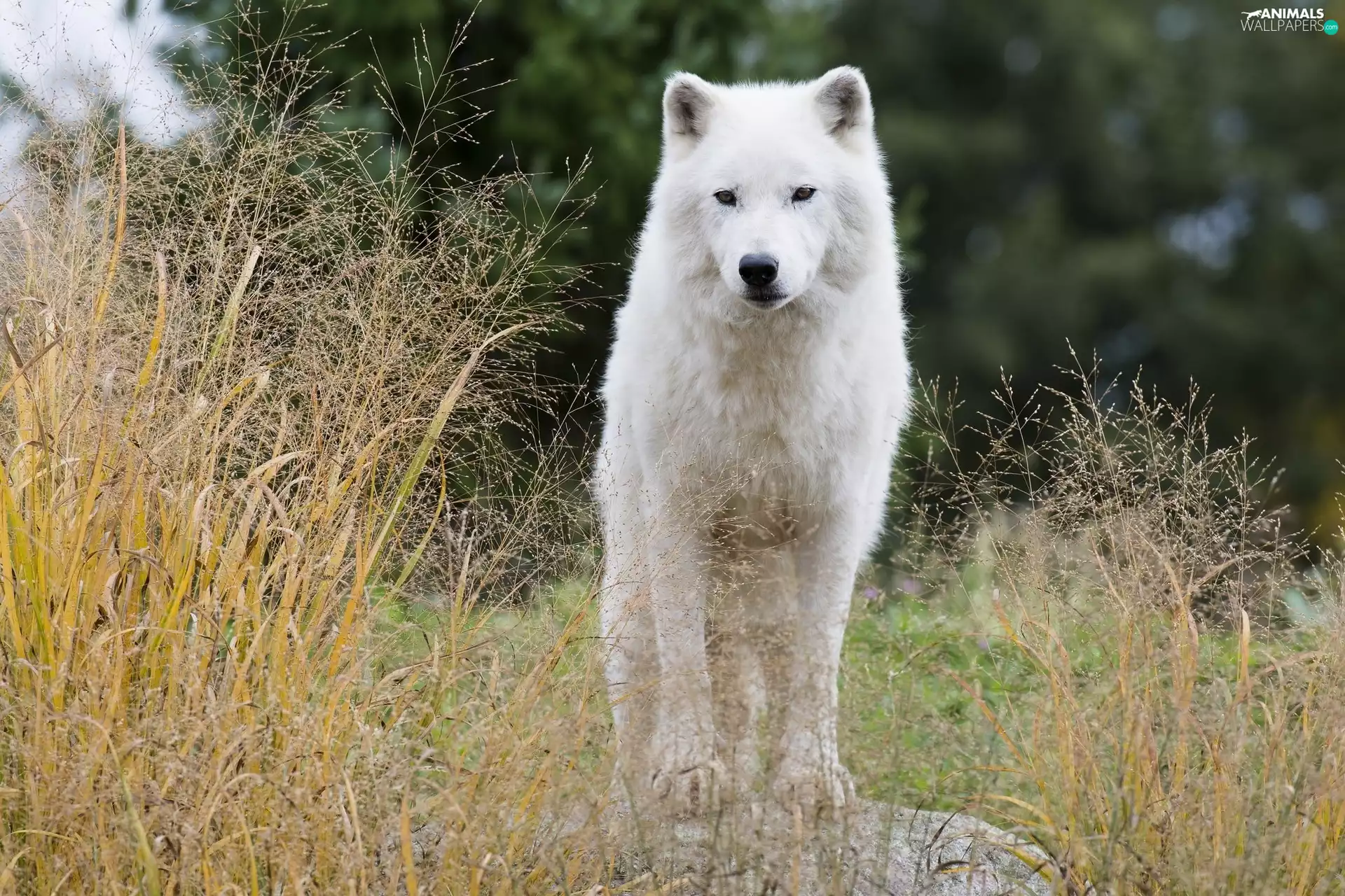 grass, White, Wolf