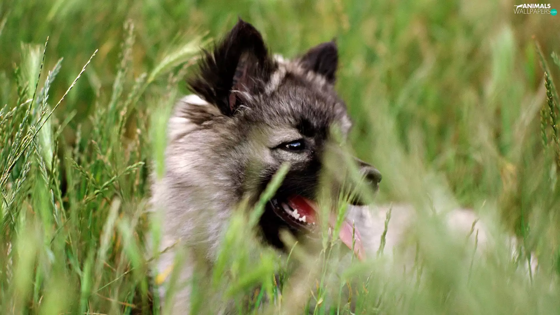 grass, young, wolf