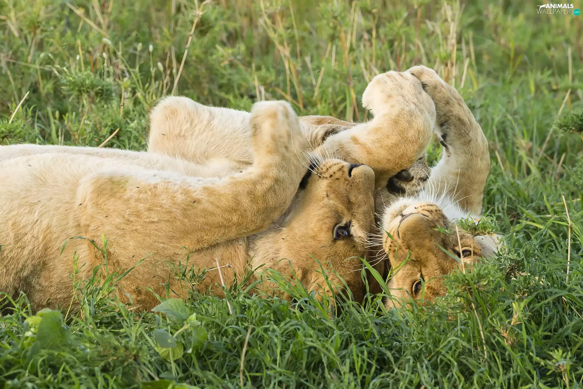 grass, Lioness, young