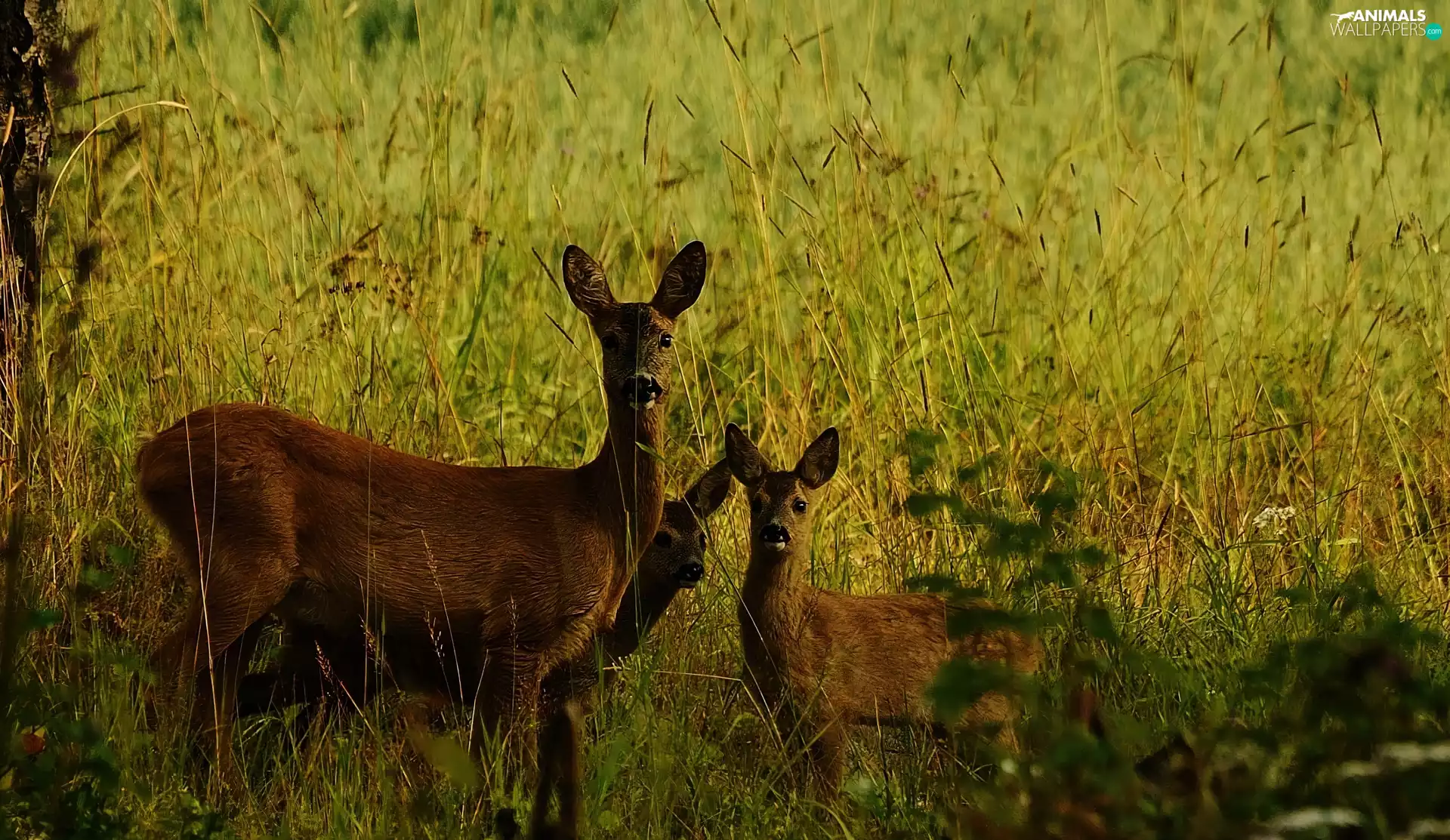 grass, roe, young