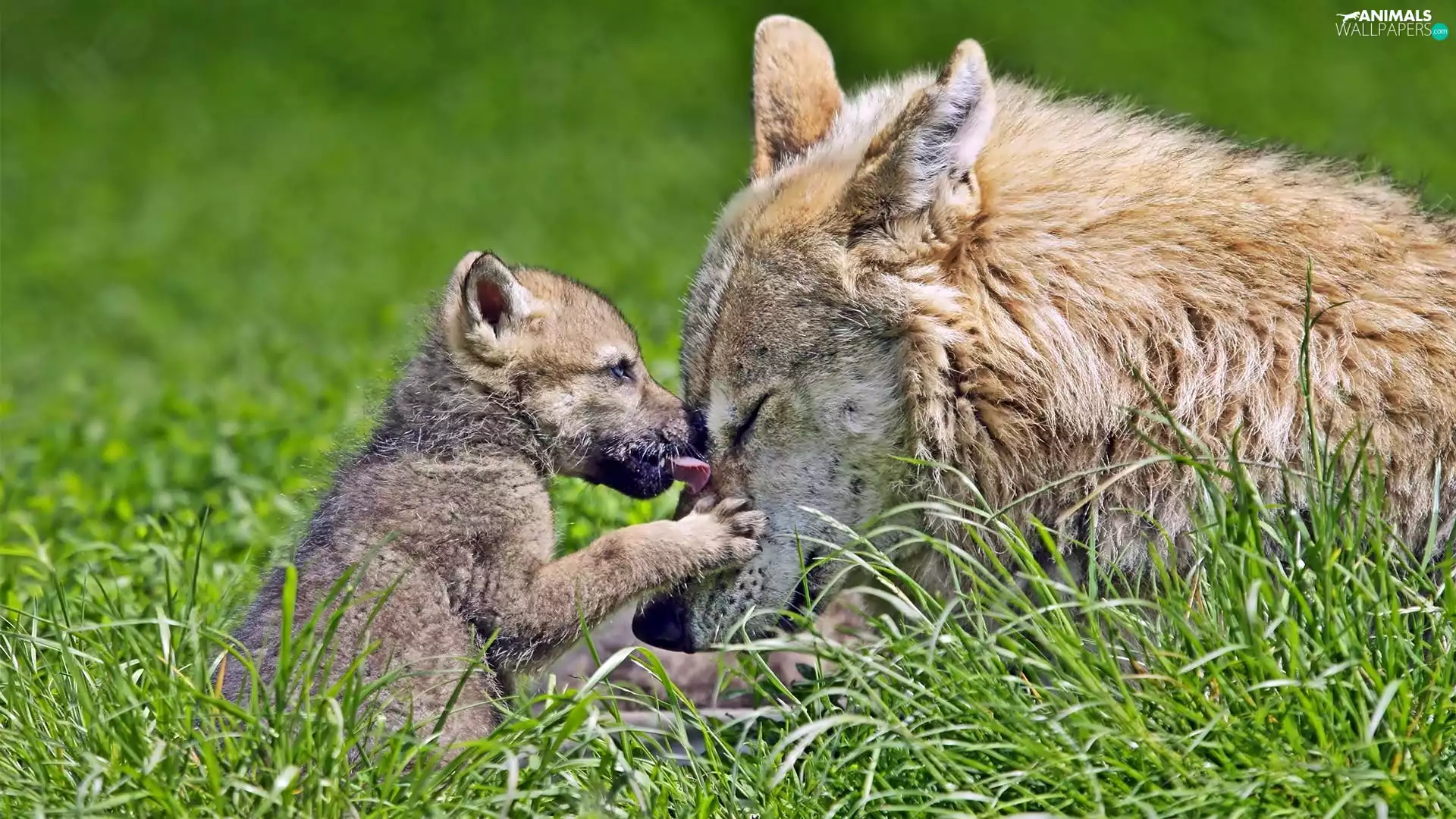 grass, Wadera, young