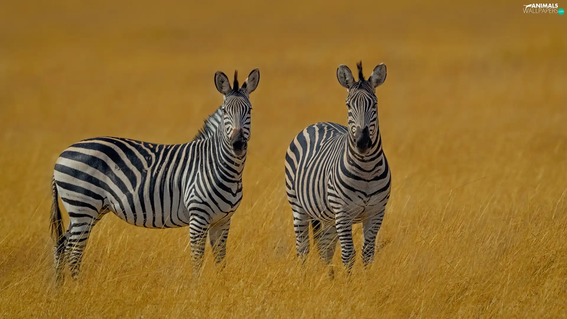 grass, Two, zebra